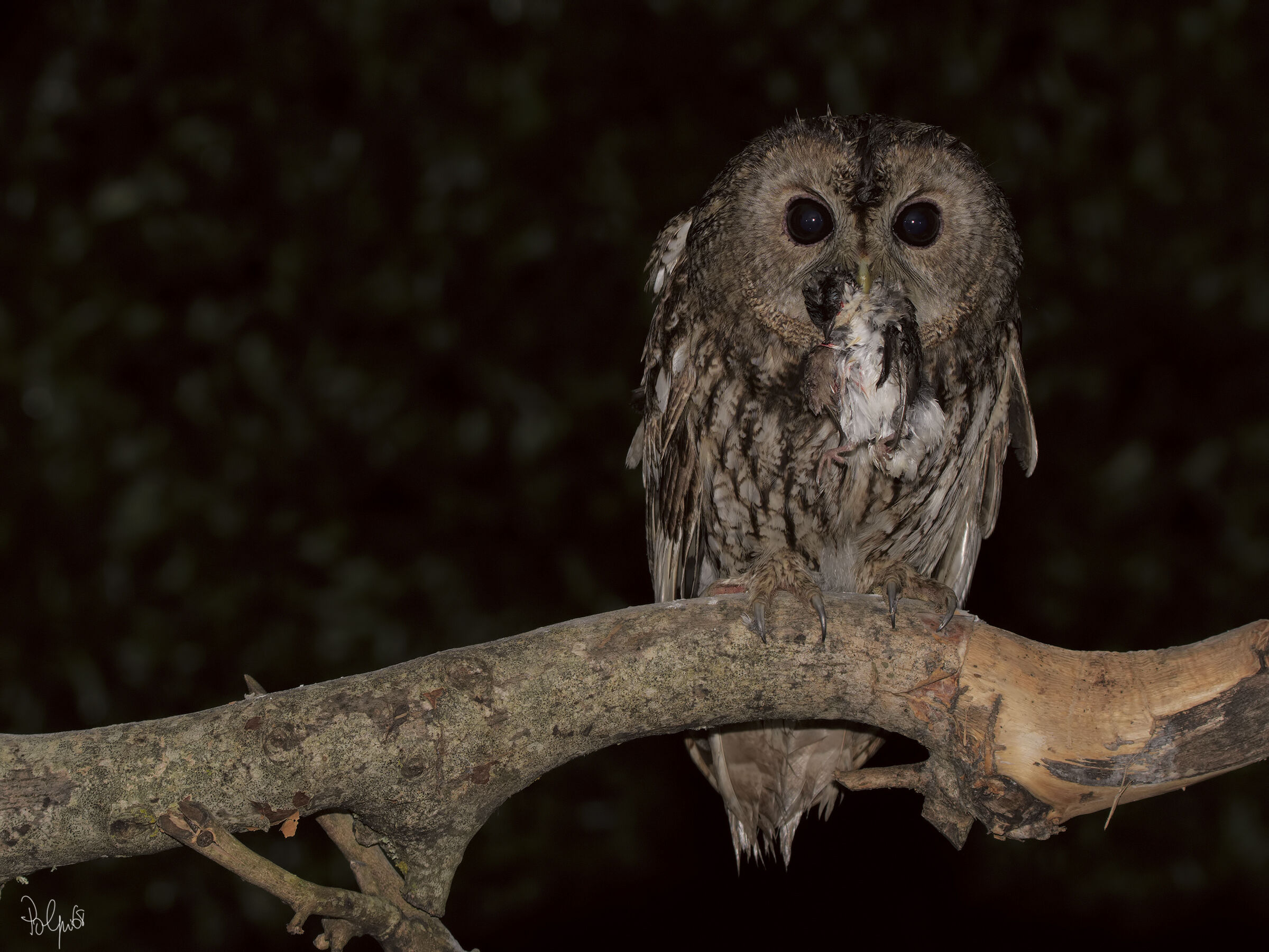 Allocco with.... Martin?