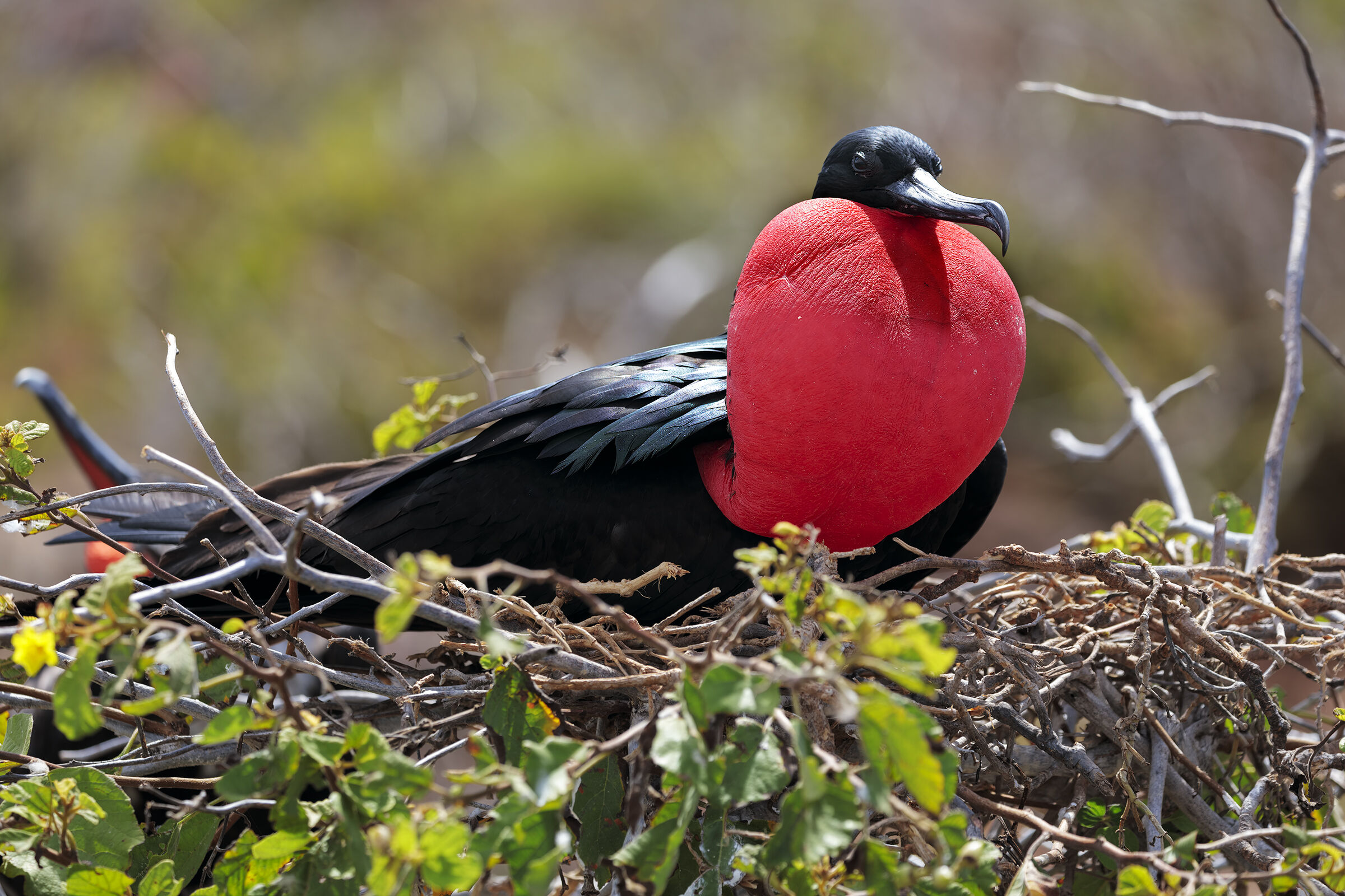 Courtment of the Magnificent