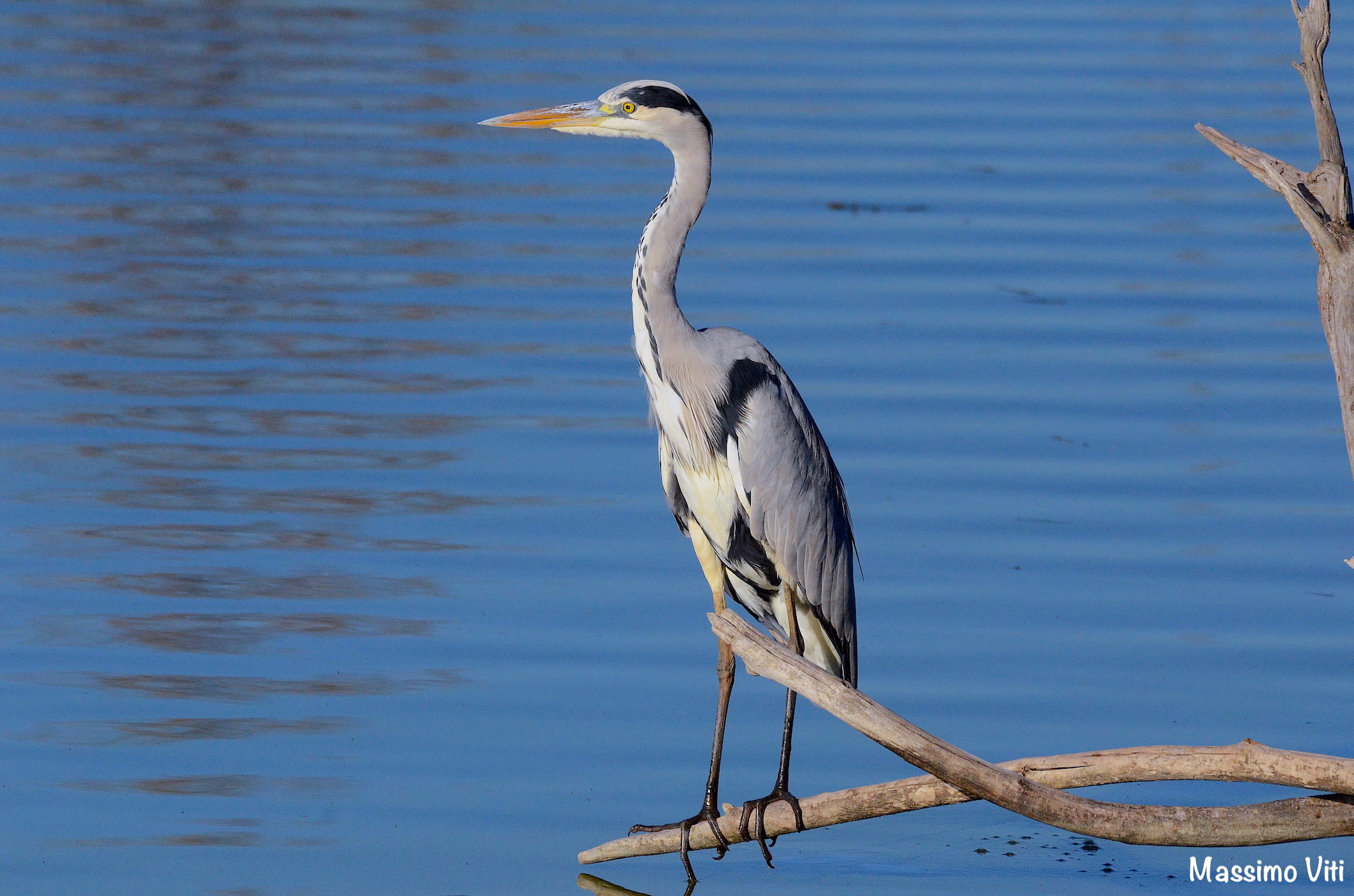 L'eleganza dell' Airone Cenerino