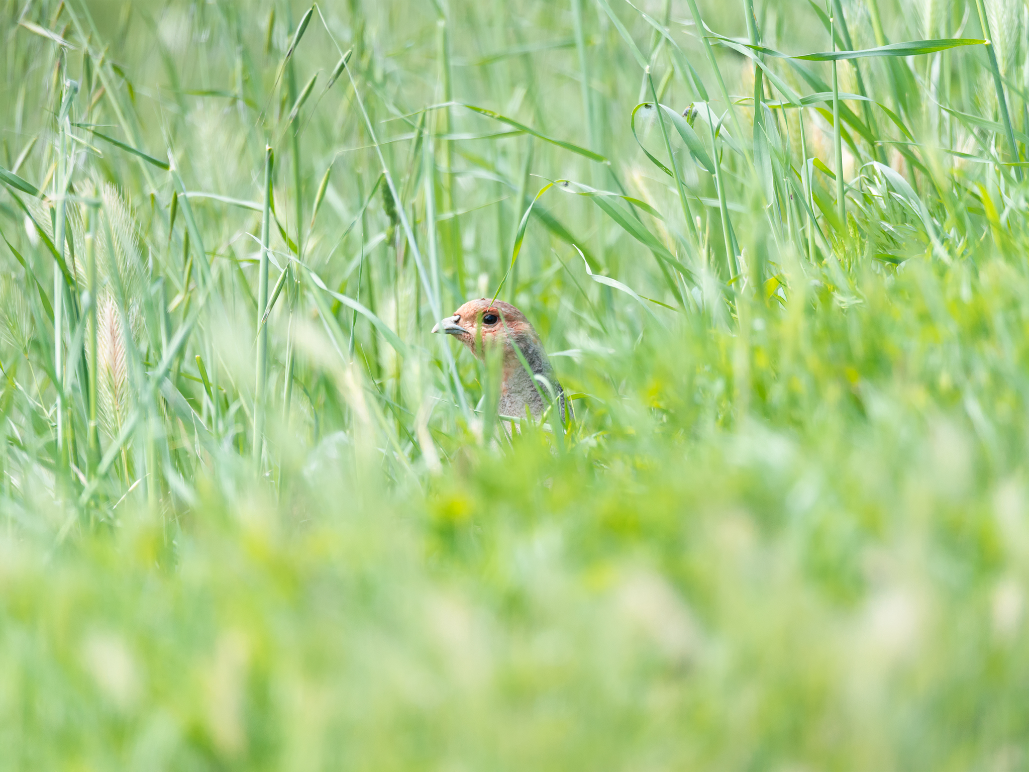 Nascondino con la starna