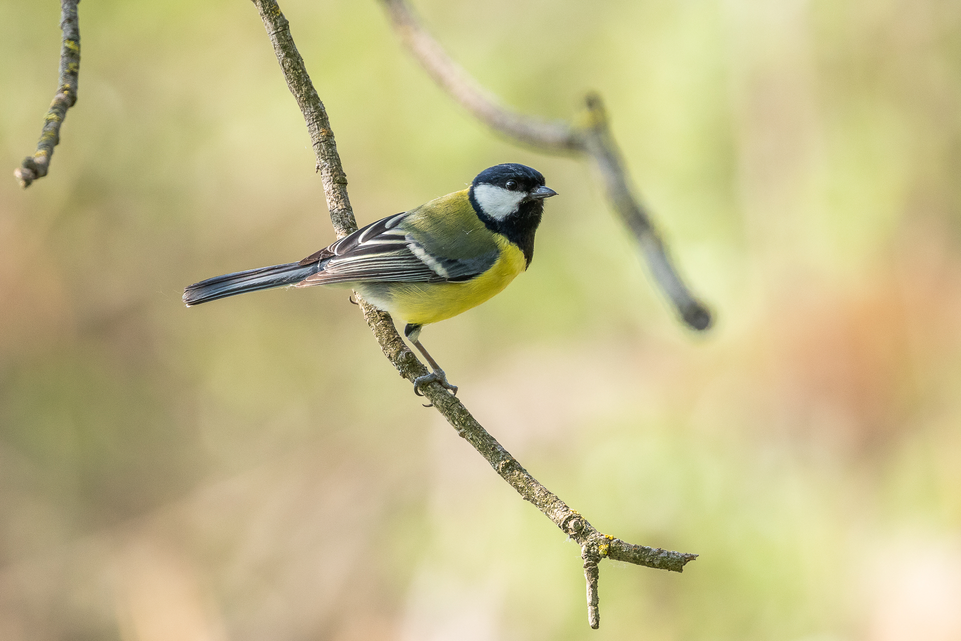 Parus major (Cinciallegra)