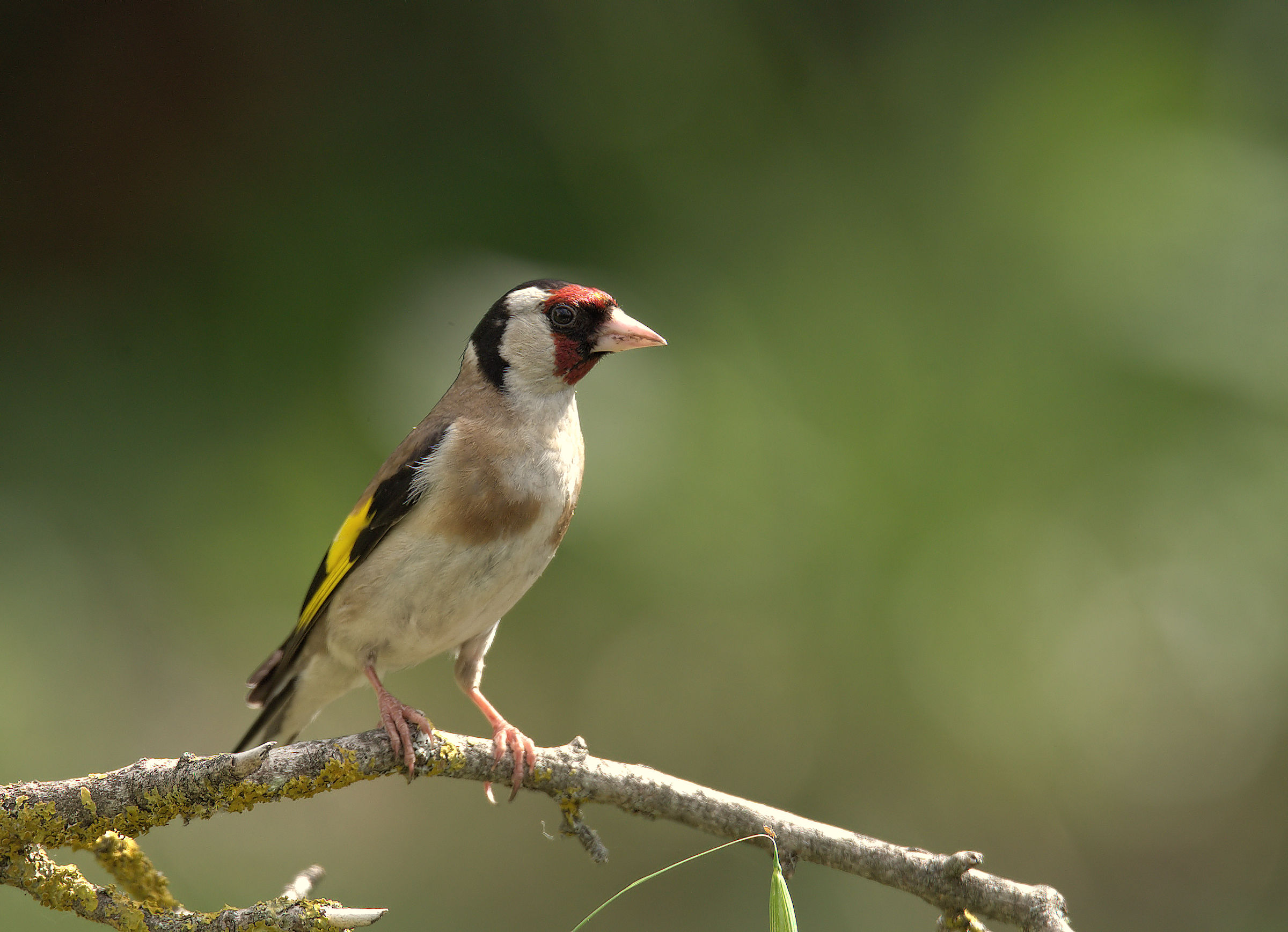 Goldfinch