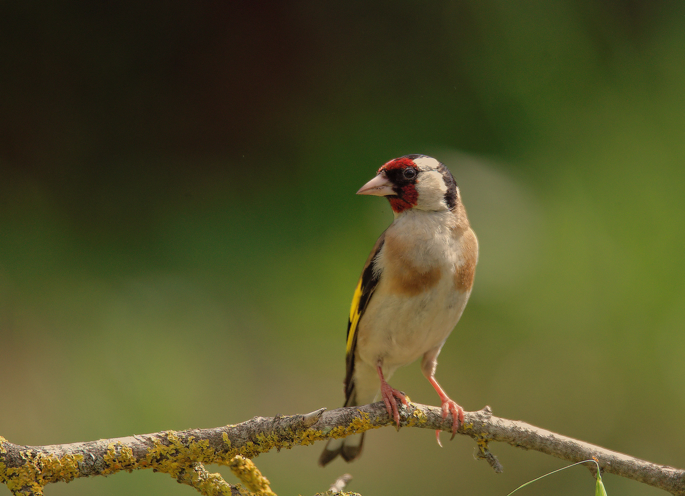 Goldfinch