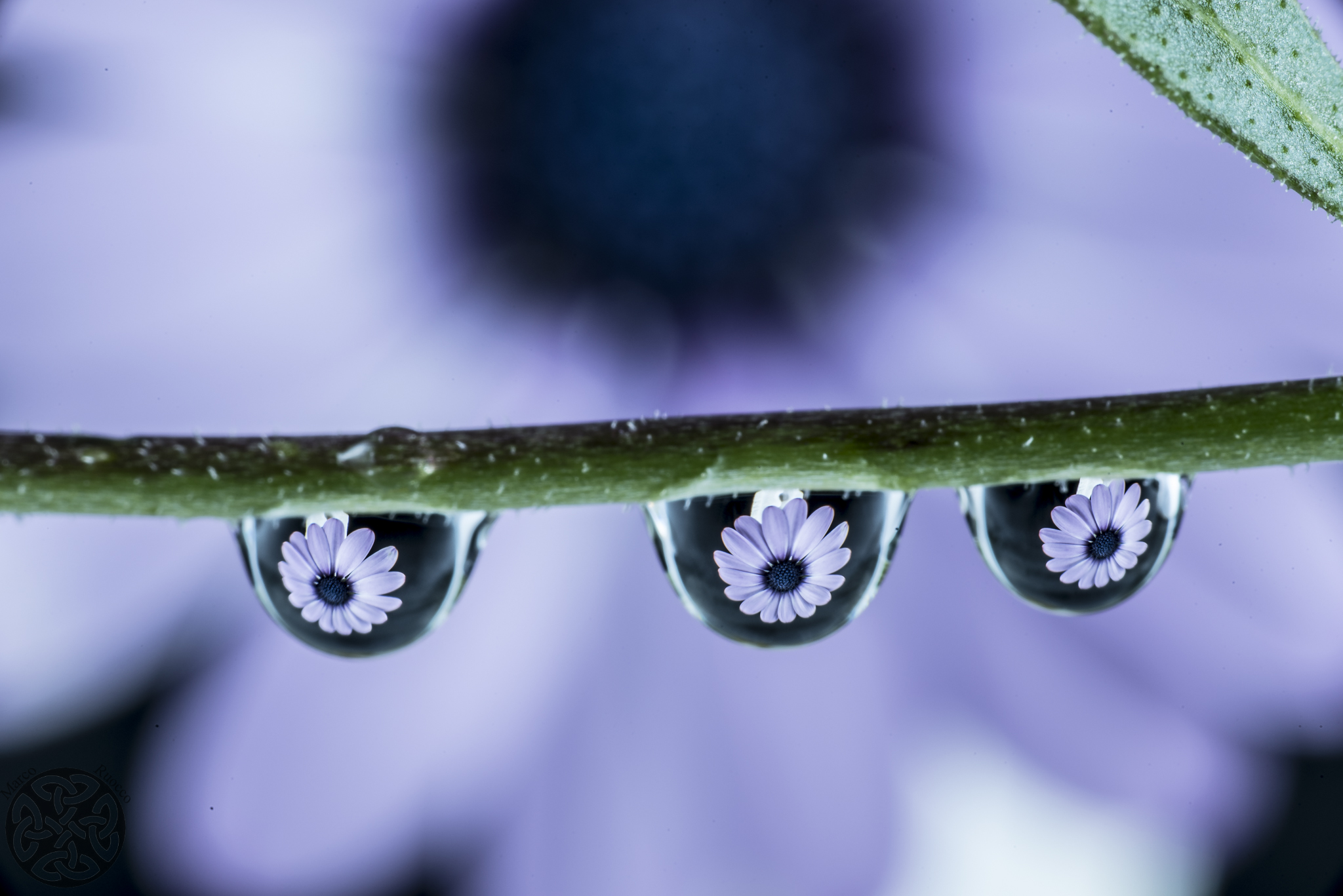 Flower in droplets
