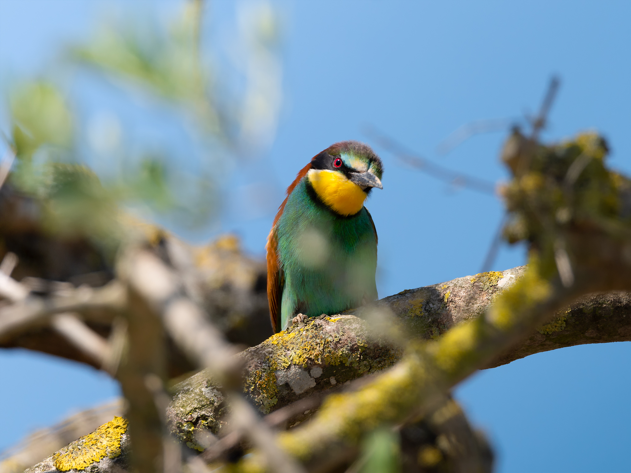 "Carina! e' una Nikon o una Canon?" gruccione ...
