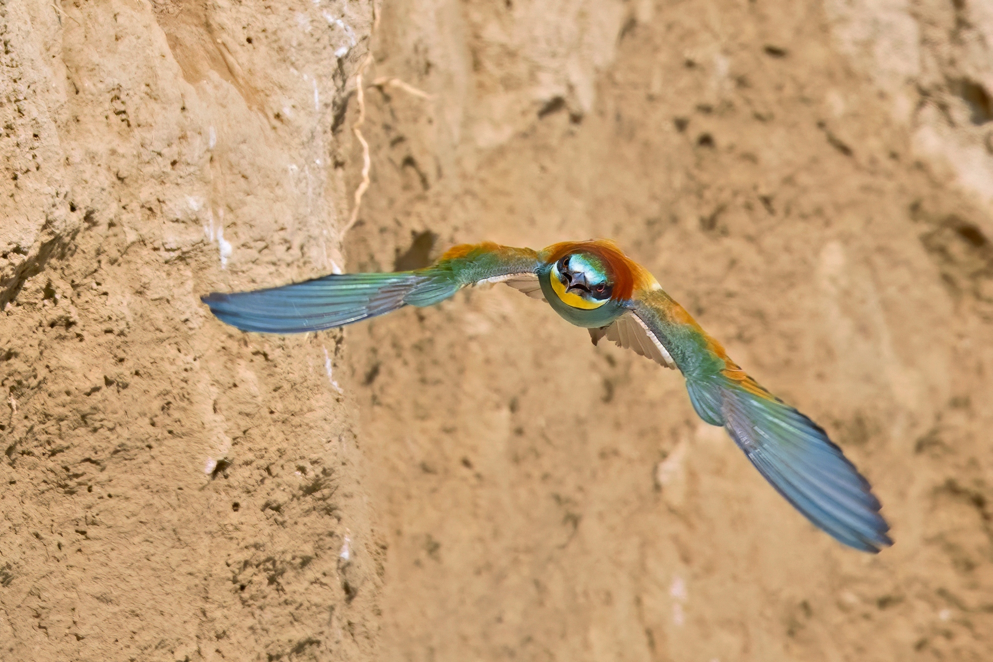 Bee-eater
