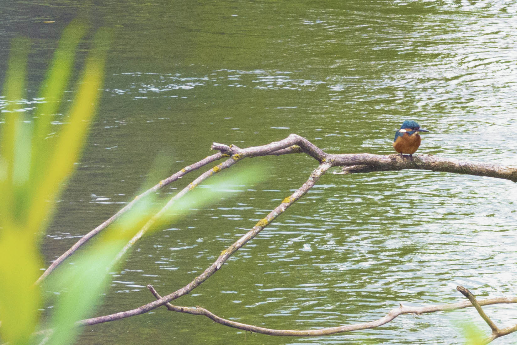 Kingfisher