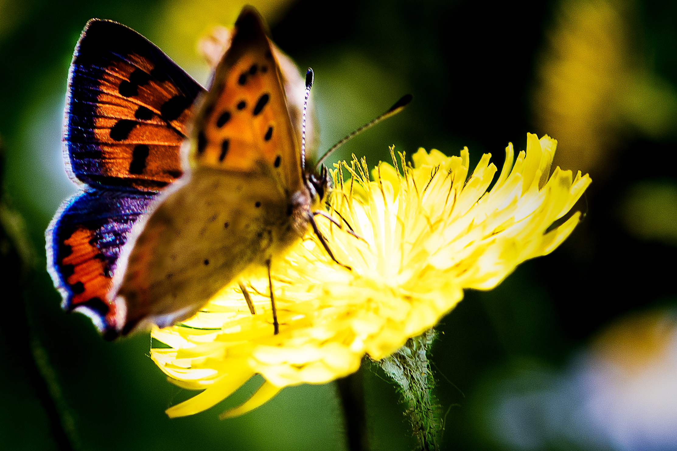 Butterfly on Field Flower