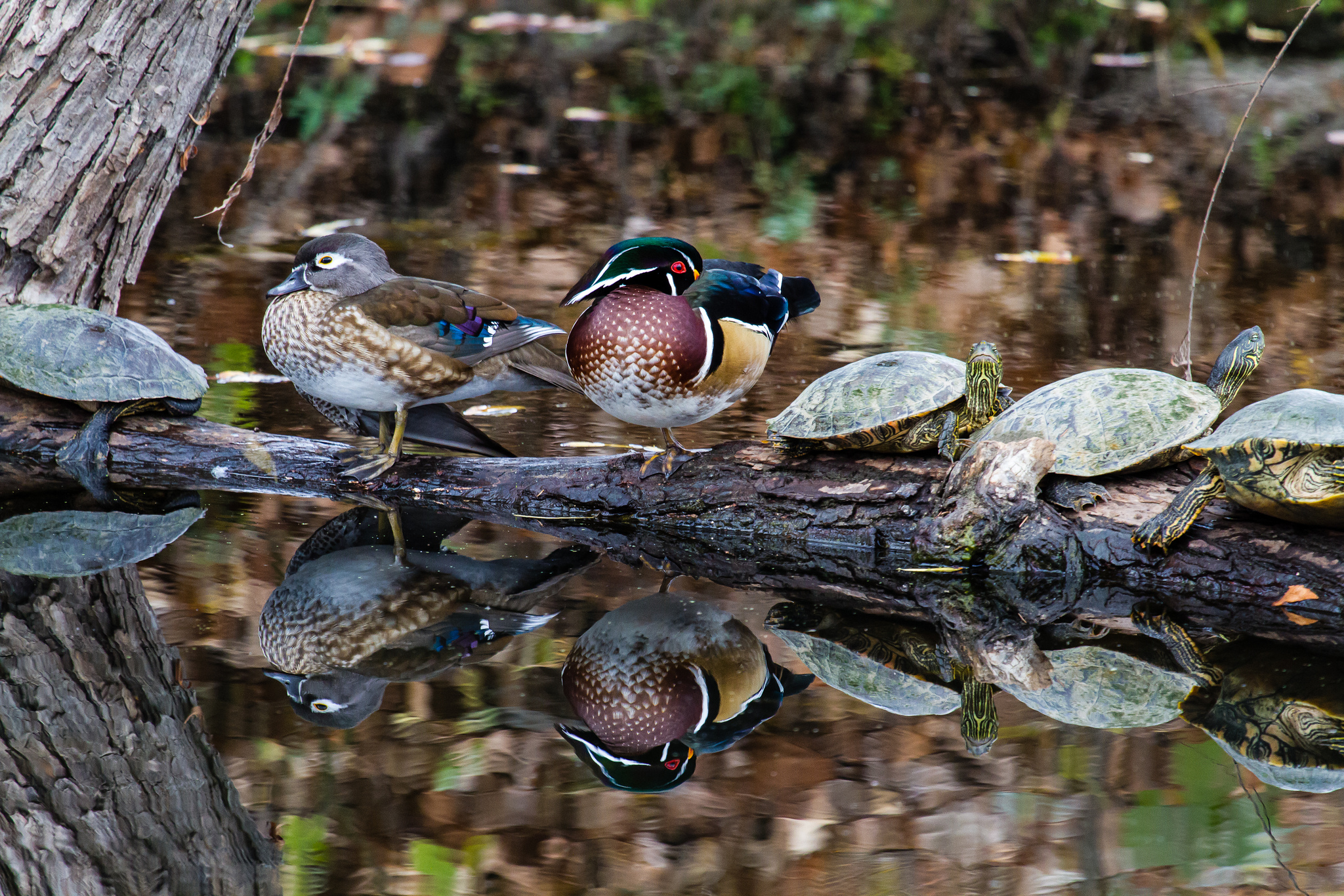 Wood Duck (Female and Male)