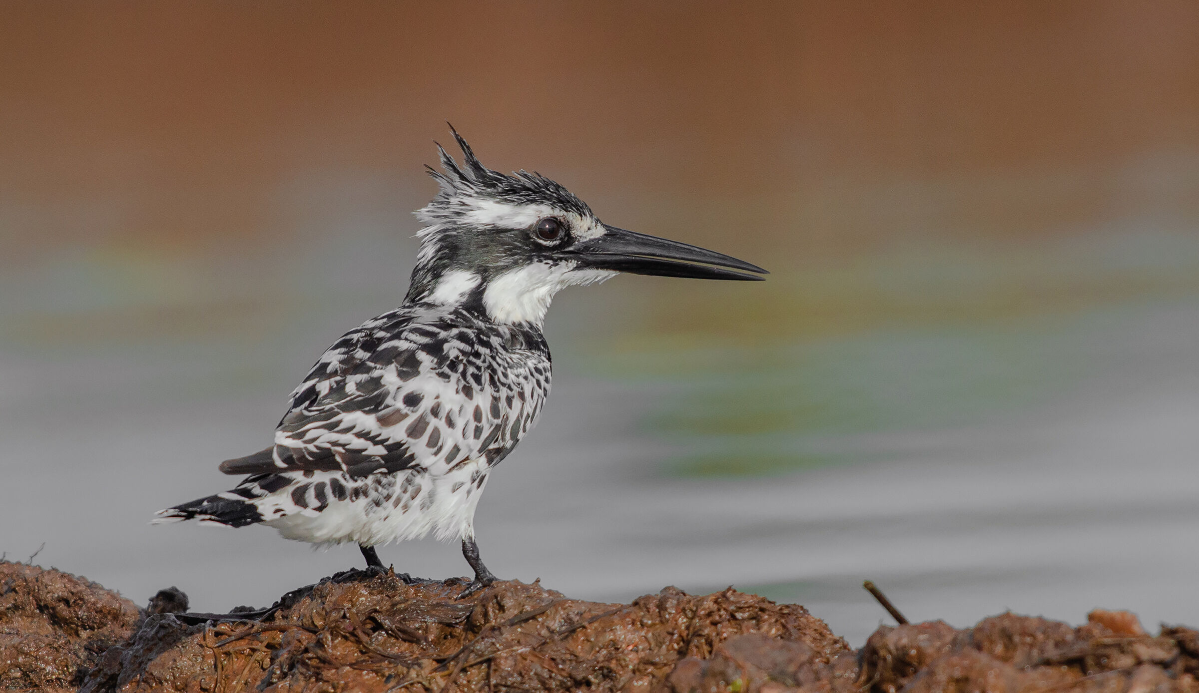 pied Martin pescatore