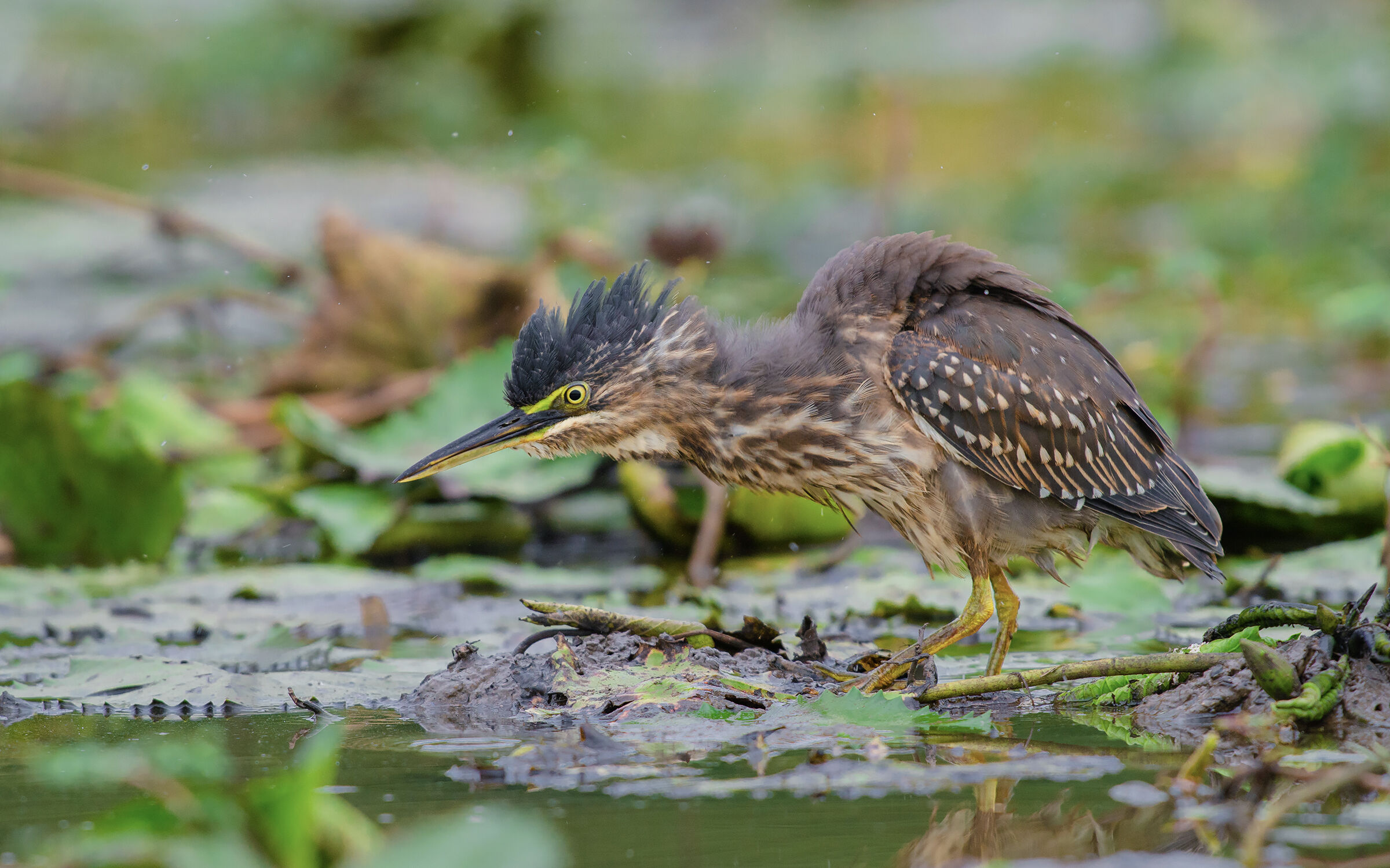 Airone striato (giovanile)