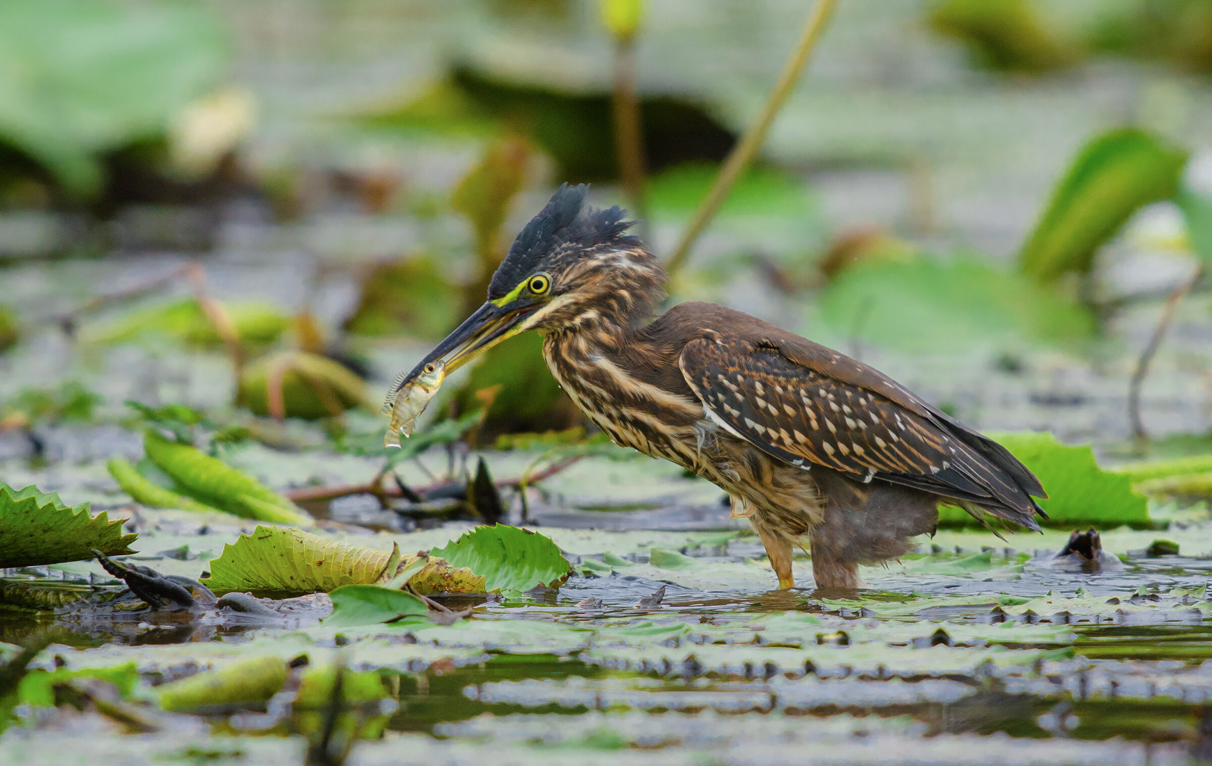 Airone striato (giovanile)
