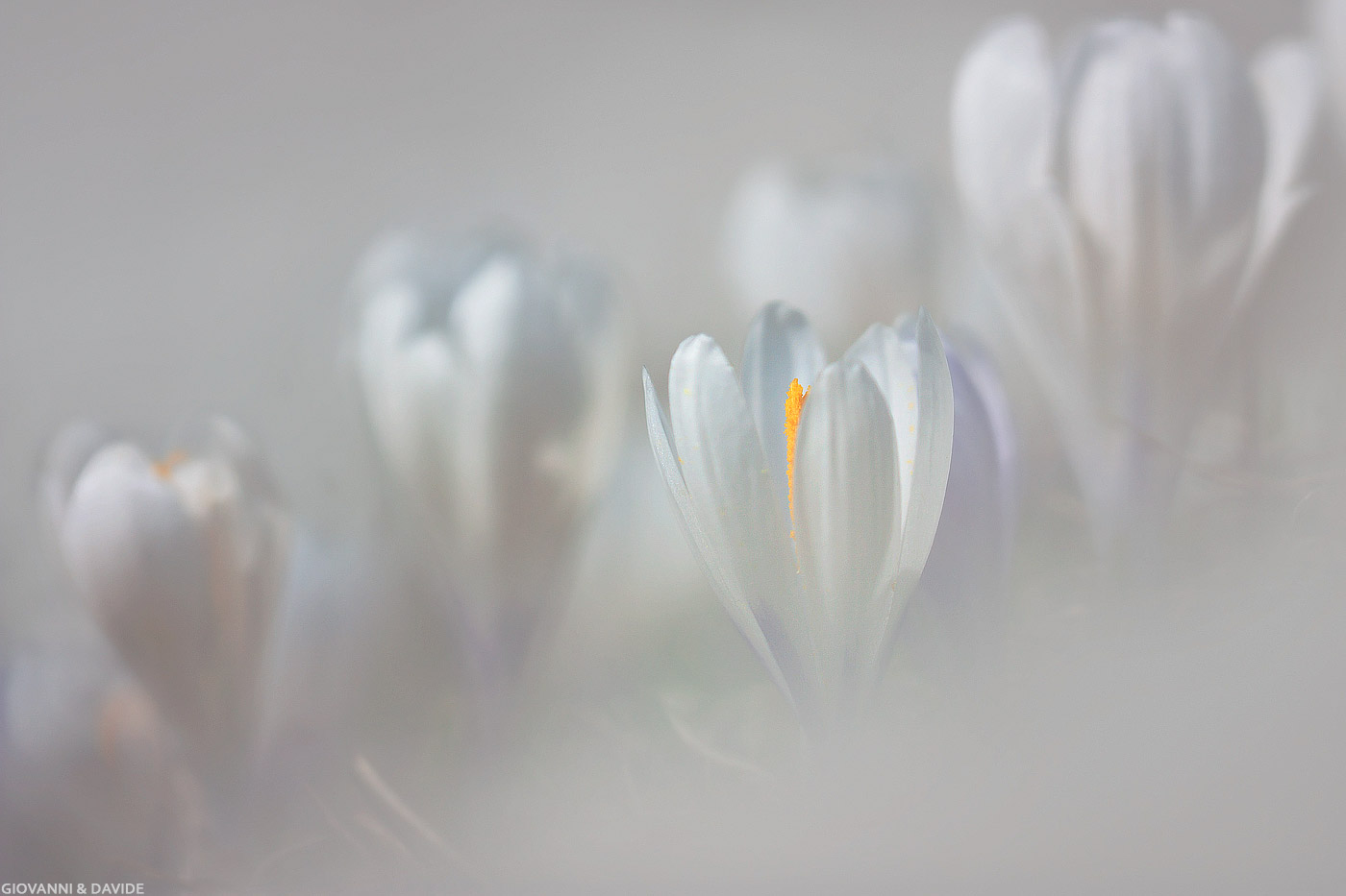 ... White as snow...