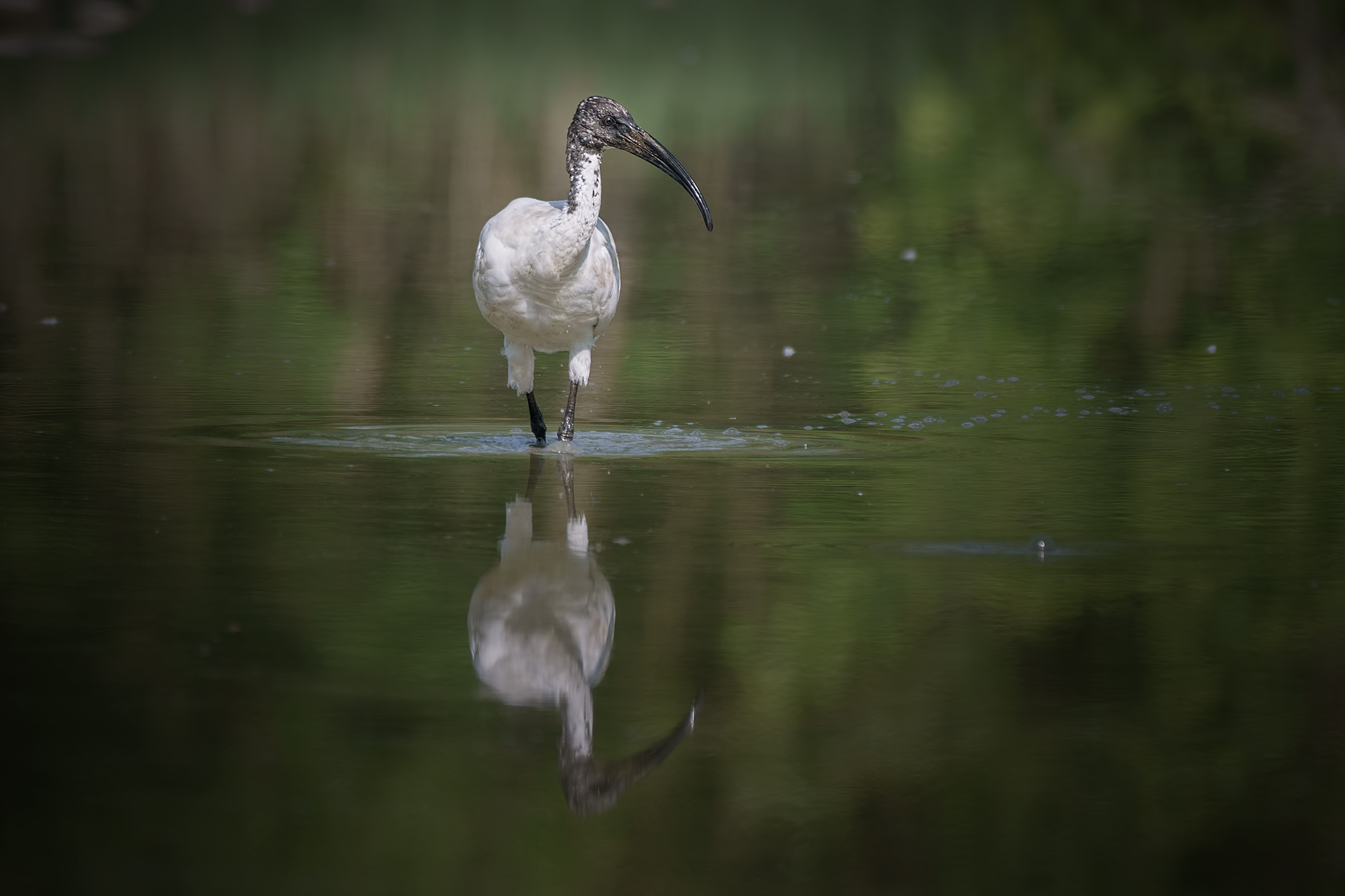 Sacred Ibis