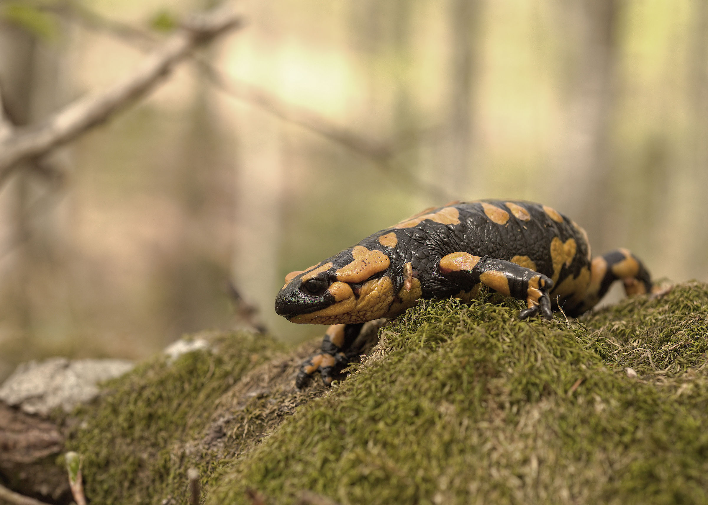Salamandra pezzata (Salamandra Salamandra giglioils)