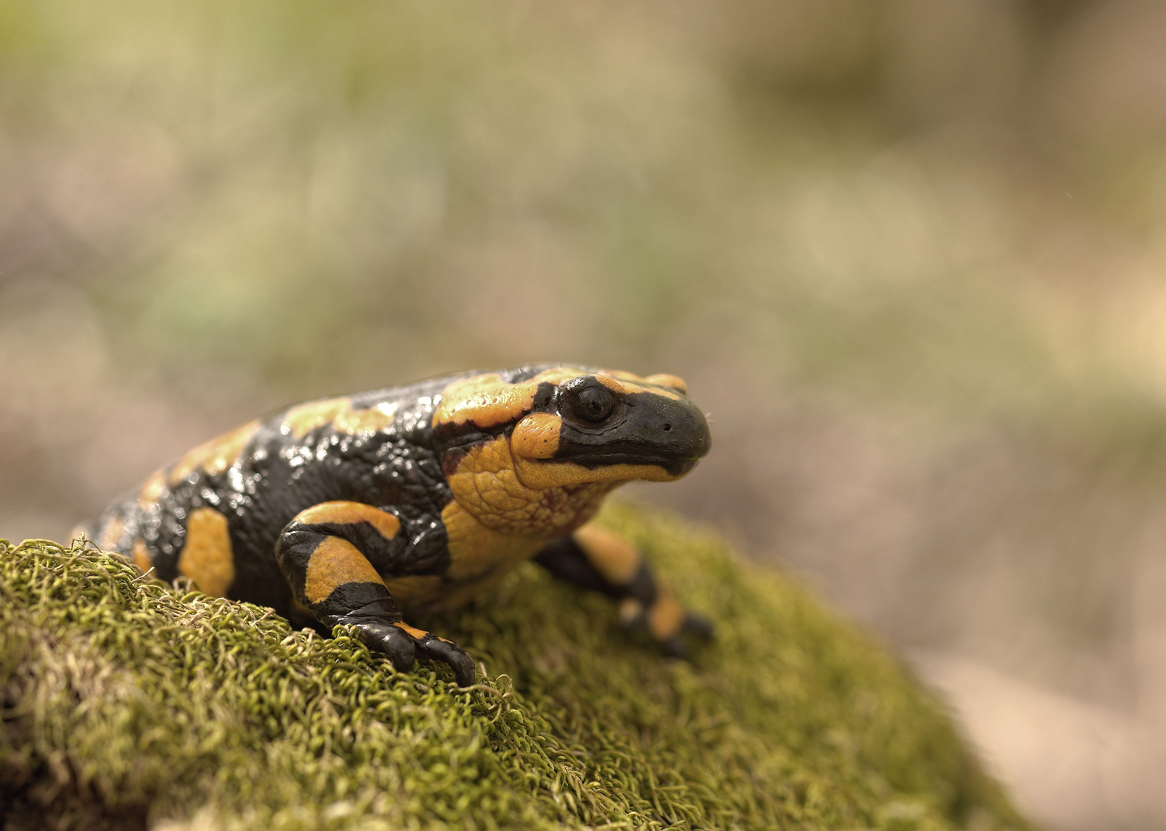 Salamandra pezzata (Salamandra Salamandra giglioils)