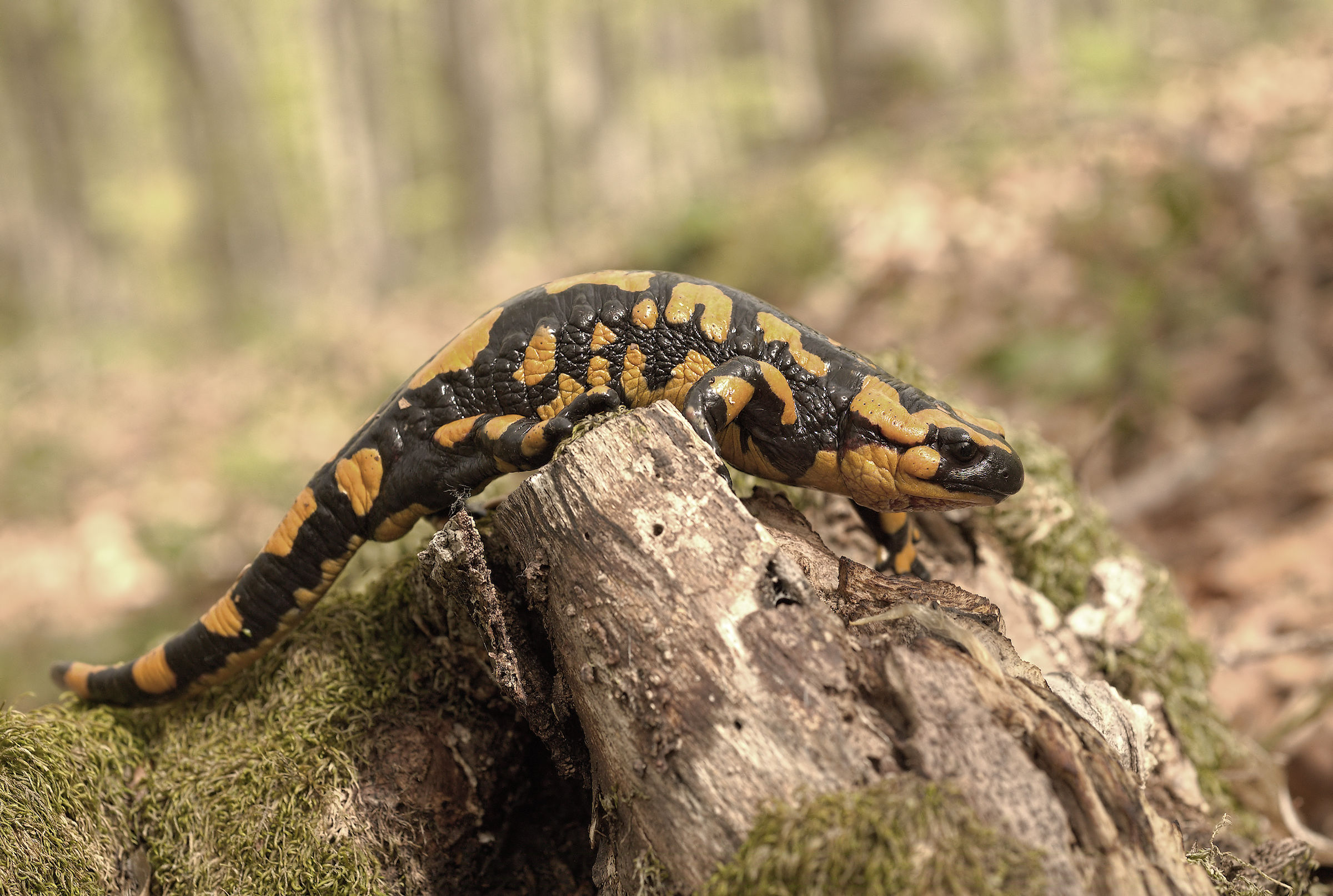 Salamandra pezzata (Salamandra Salamandra giglioils)