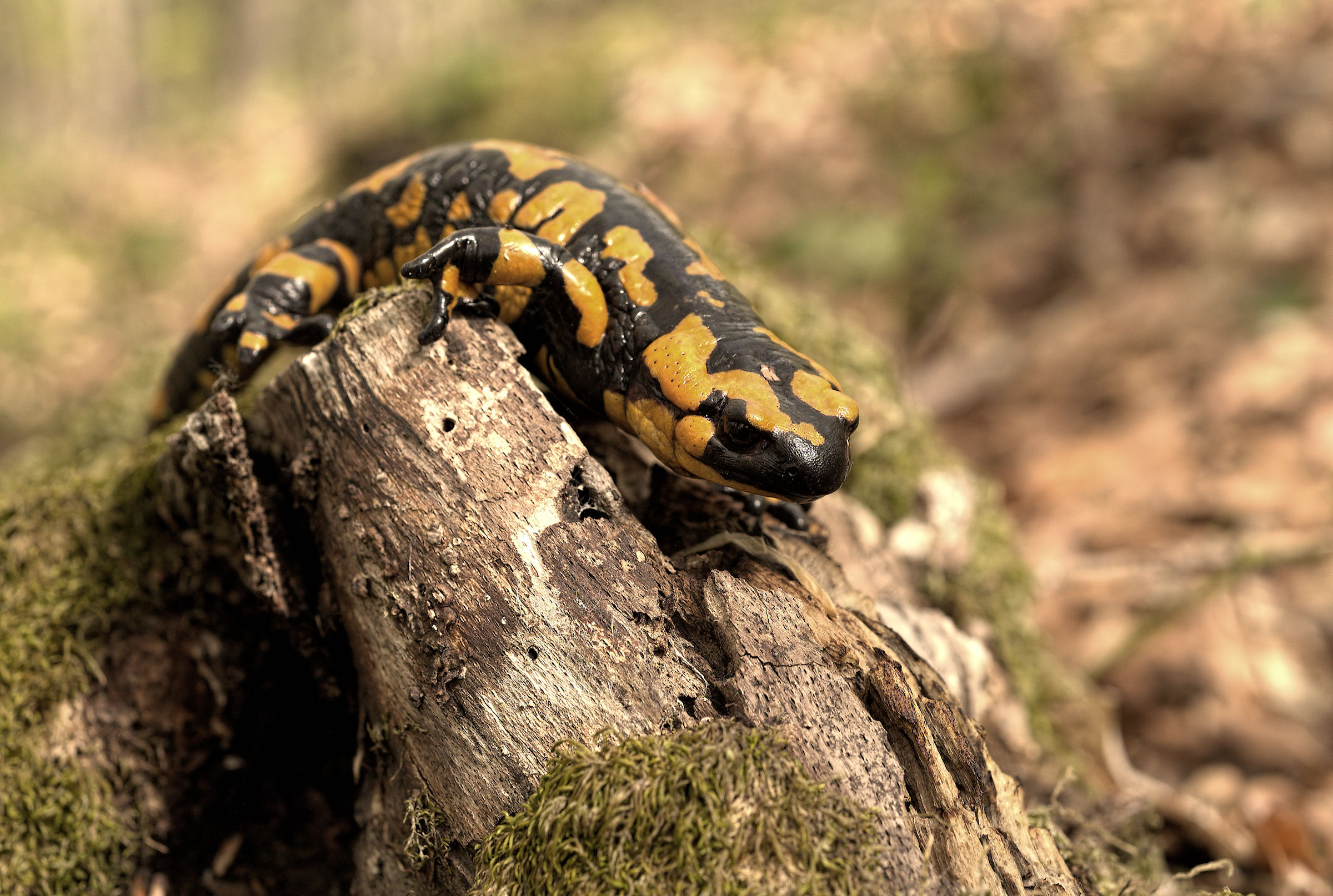 Salamandra pezzata (Salamandra Salamandra giglioils)