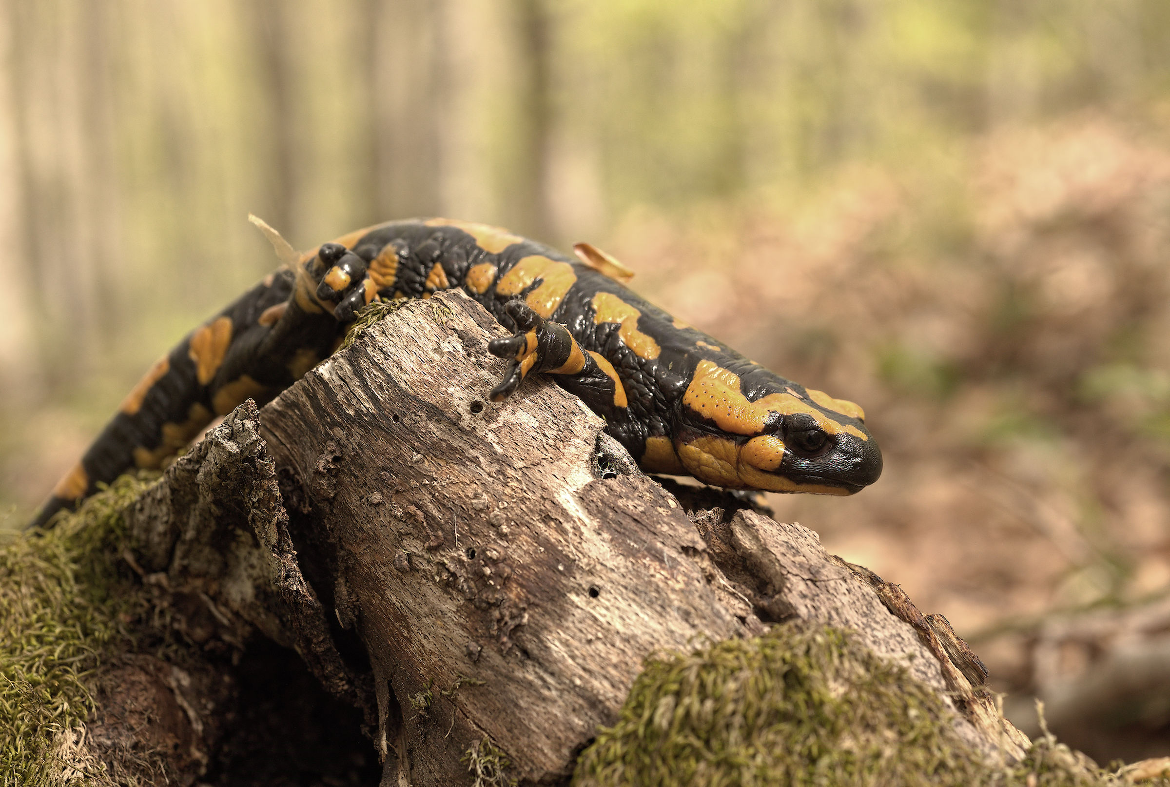 Salamandra pezzata (Salamandra Salamandra Gigliolii)