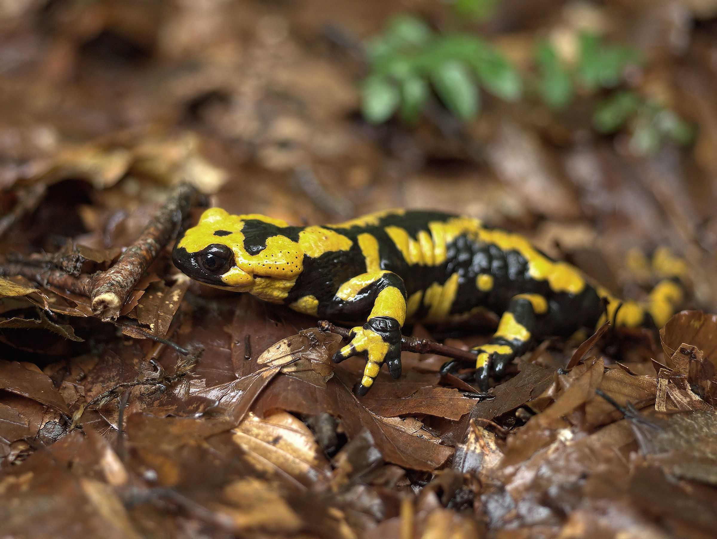 Salamandra pezzata (Salamandra Salamandra giglioils)