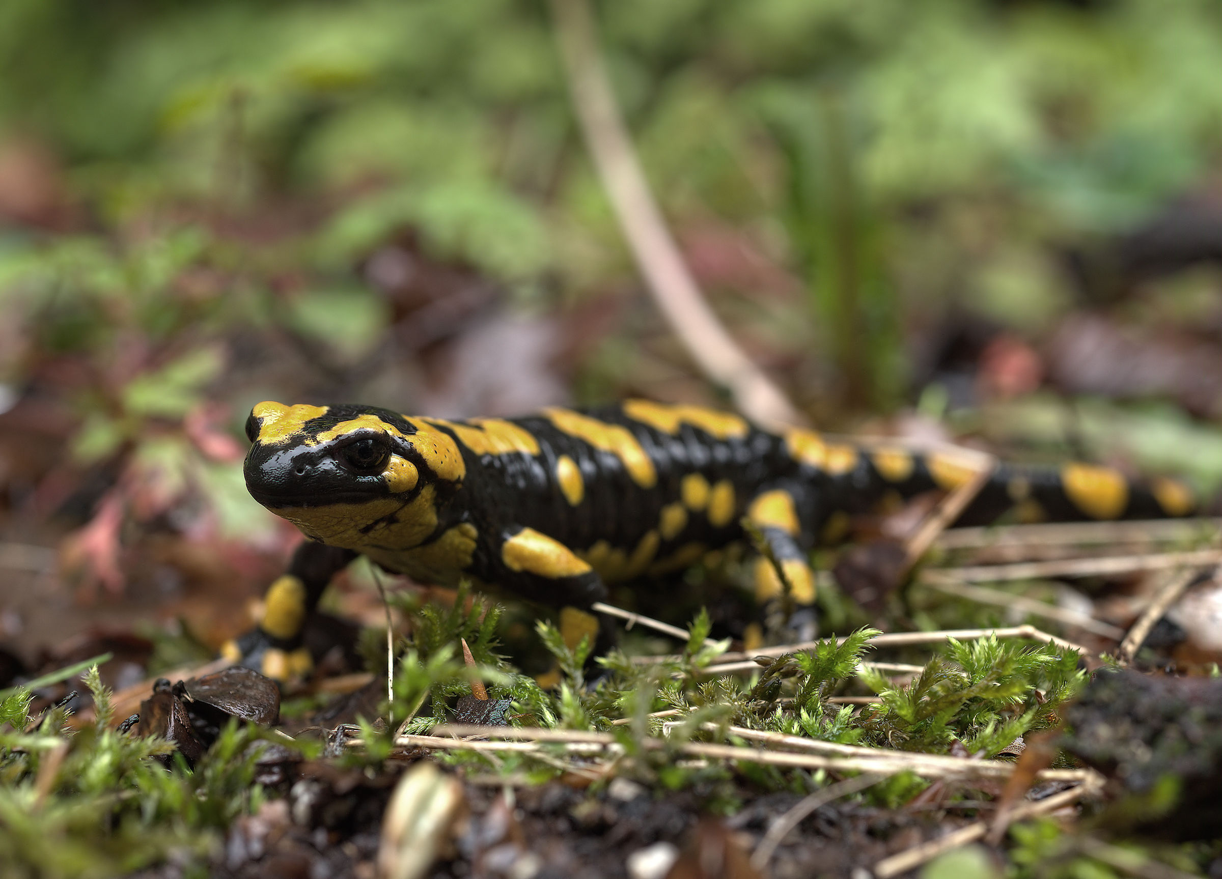 Salamandra pezzata (Salamandra Salamandra giglioils)