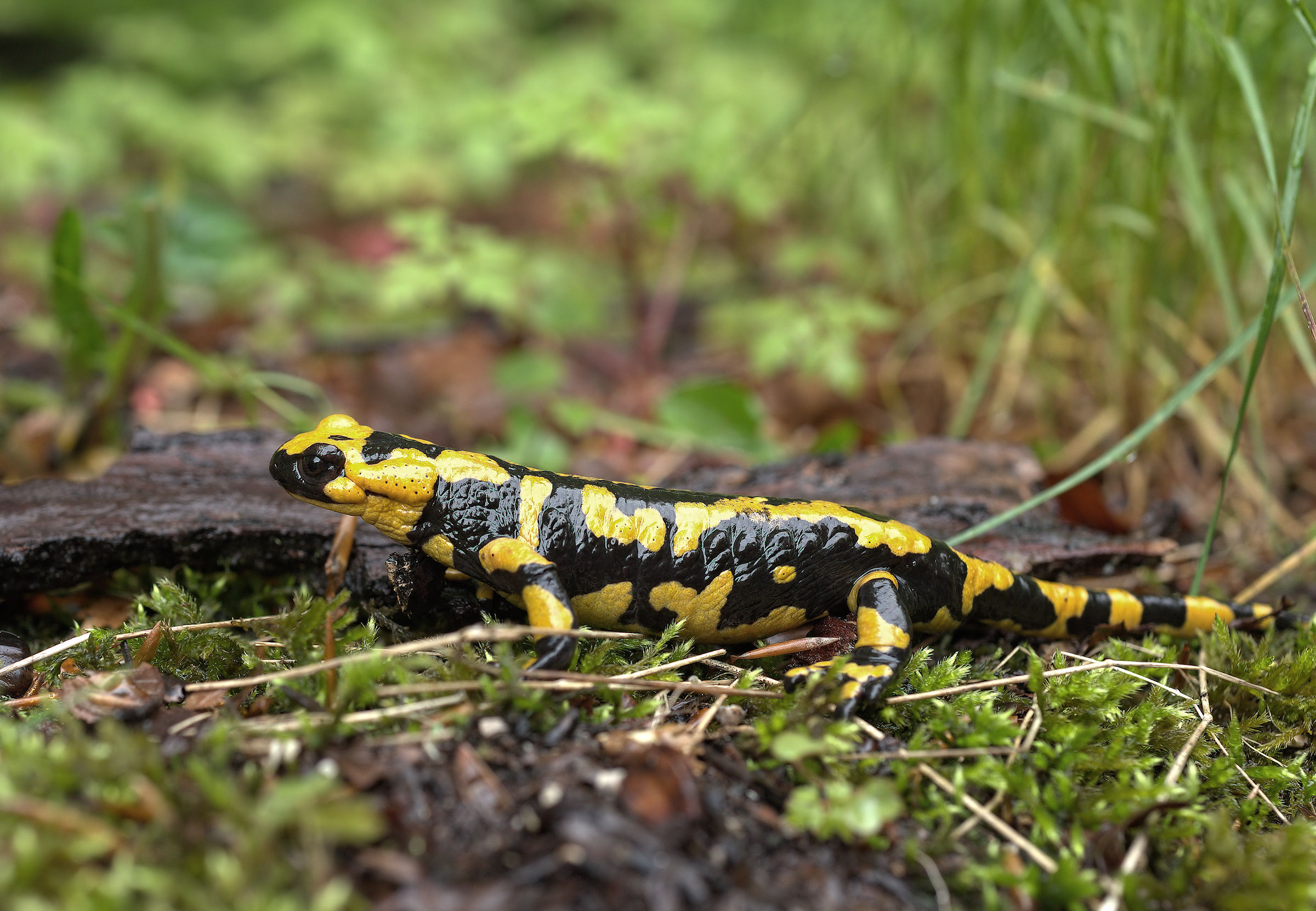 Salamandra pezzata (Salamandra Salamandra giglioils)