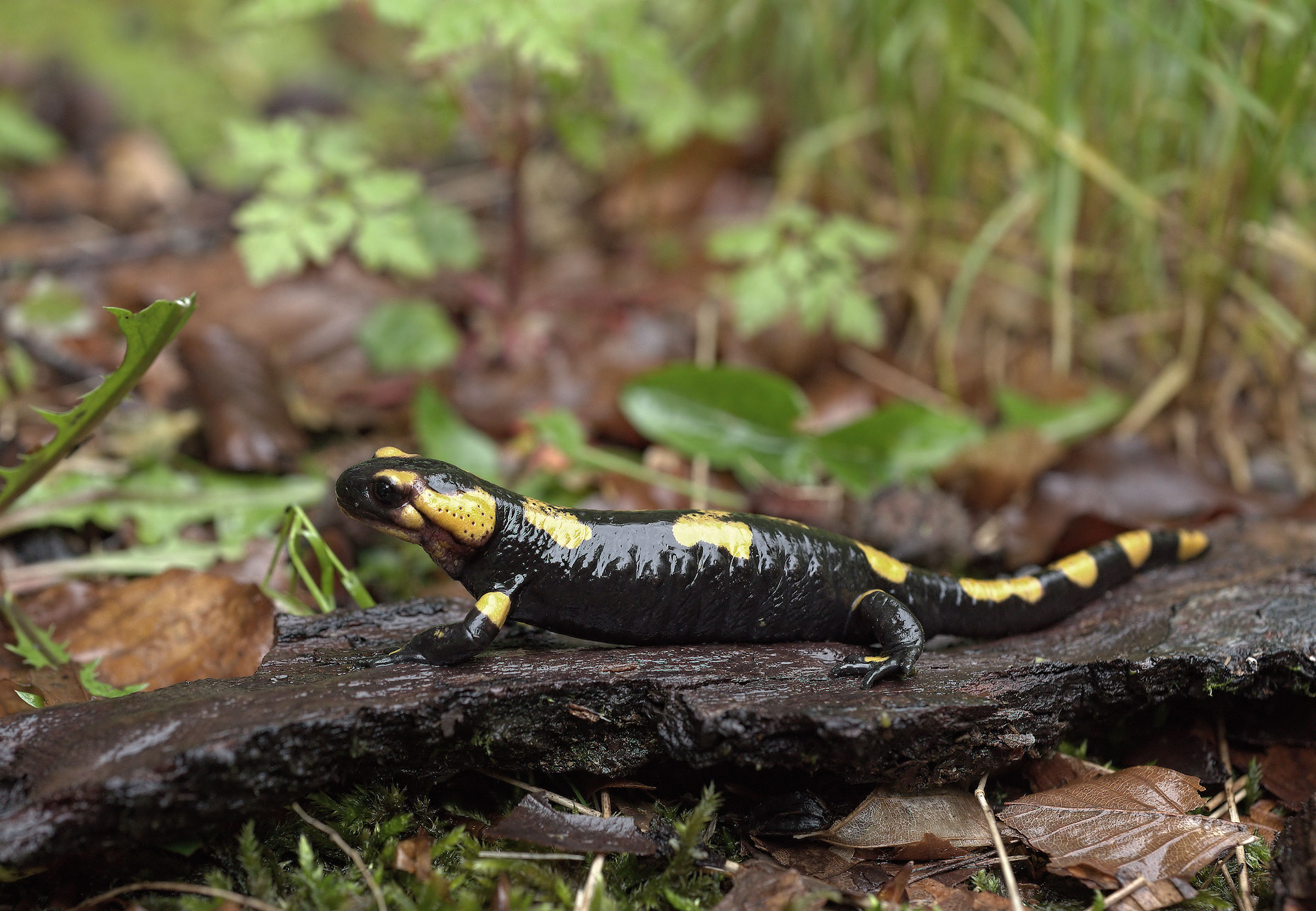 Salamandra pezzata (Salamandra Salamandra giglioils)