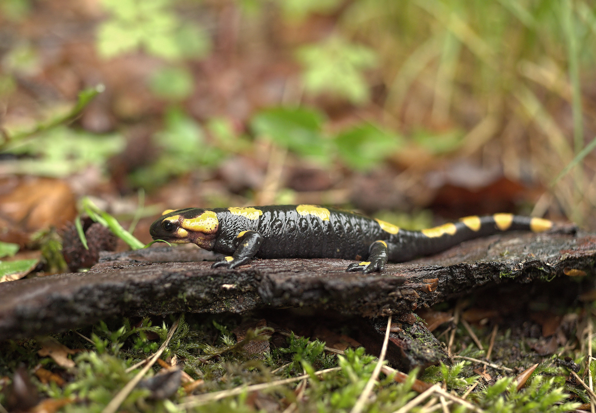 Salamandra pezzata (Salamandra Salamandra giglioils)