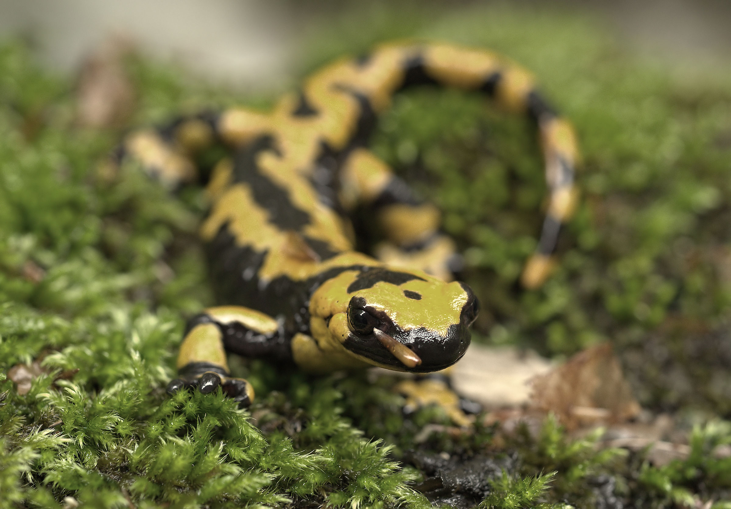 Salamandra pezzata (Salamandra Salamandra giglioils)