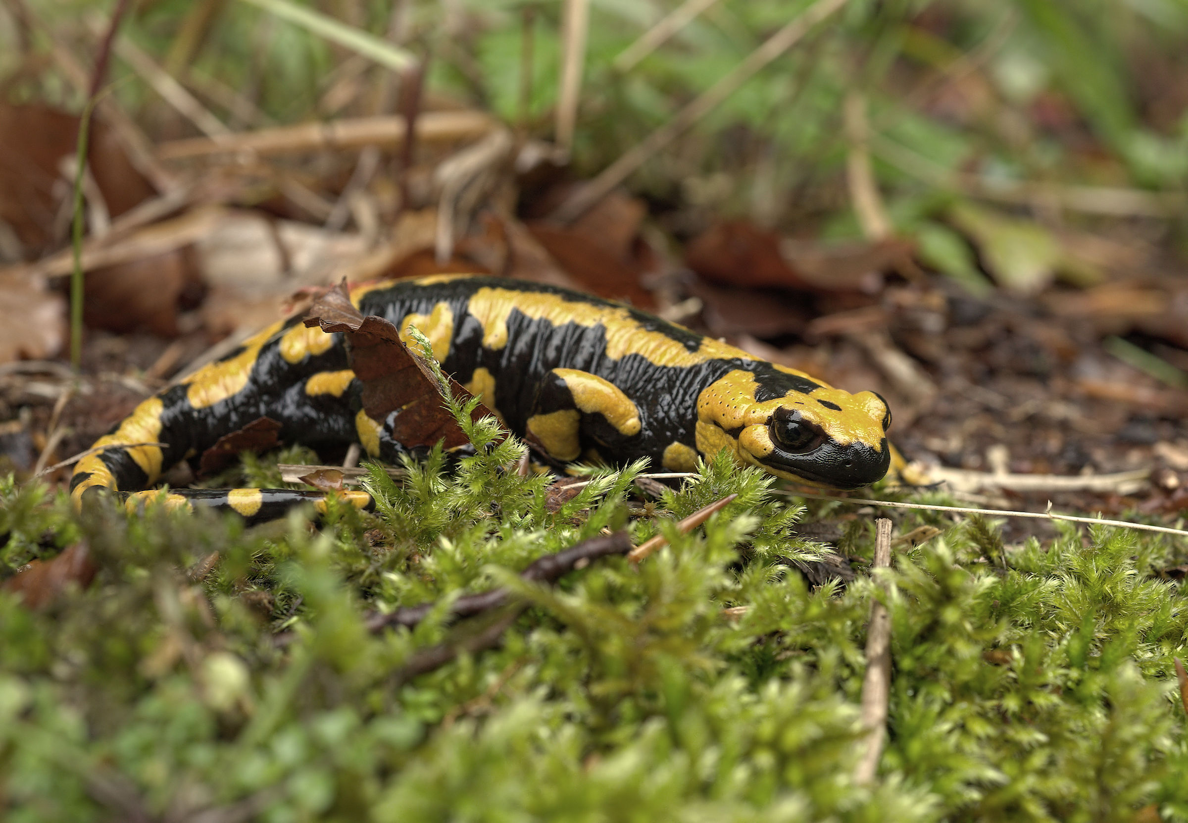 Salamandra pezzata (Salamandra Salamandra giglioils)