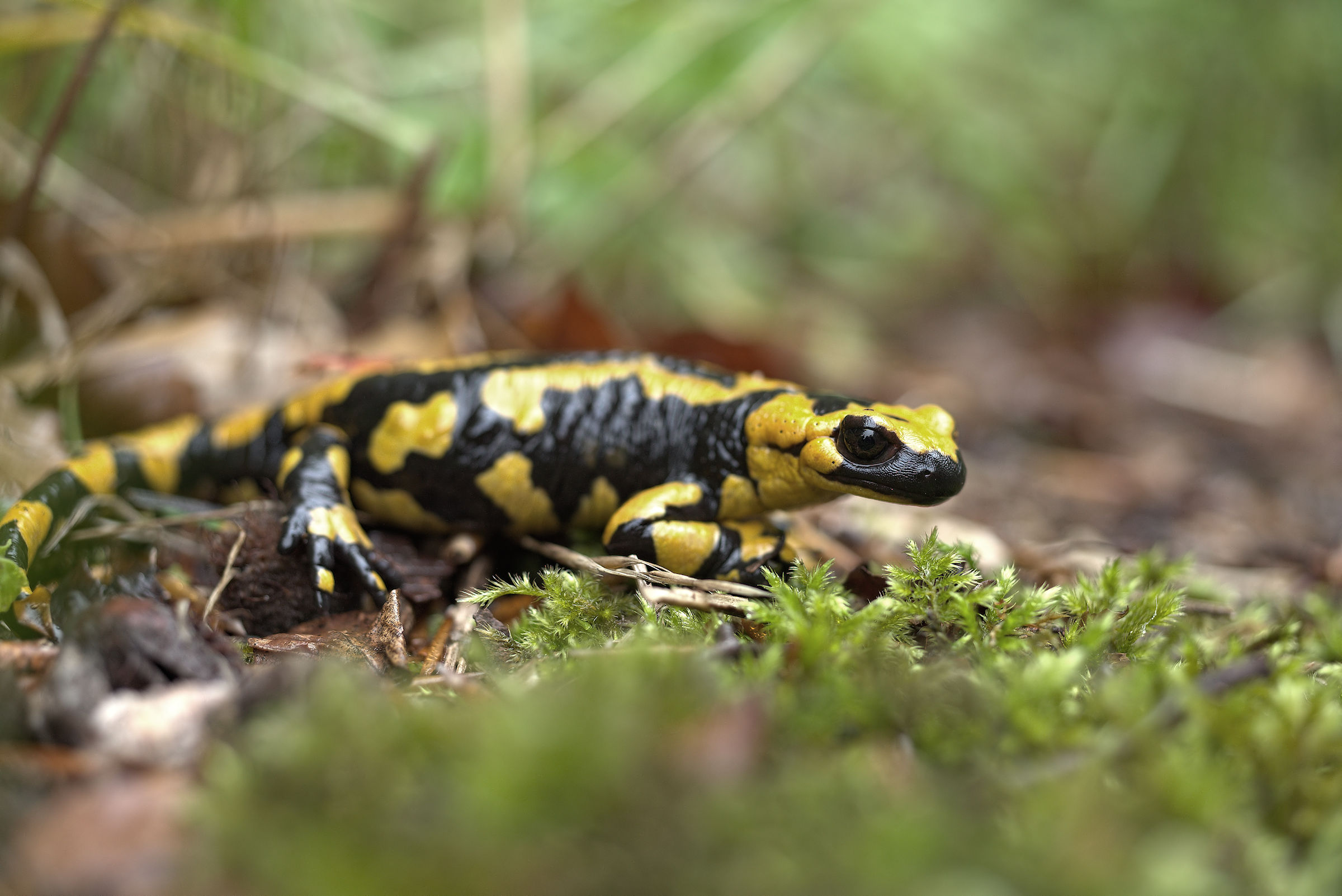 Salamandra pezzata (Salamandra Salamandra giglioils)