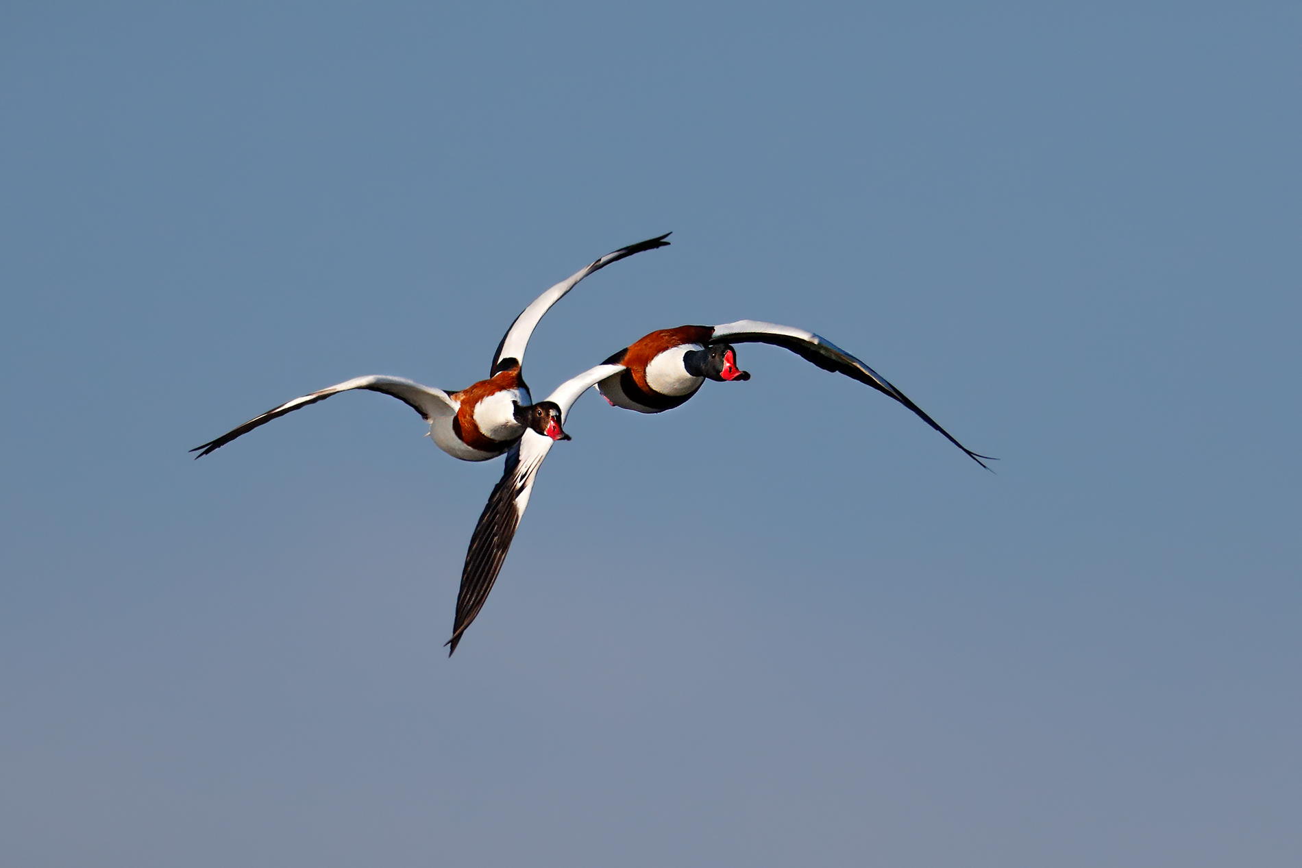 Una coppia curiosa - Volpoche in volo