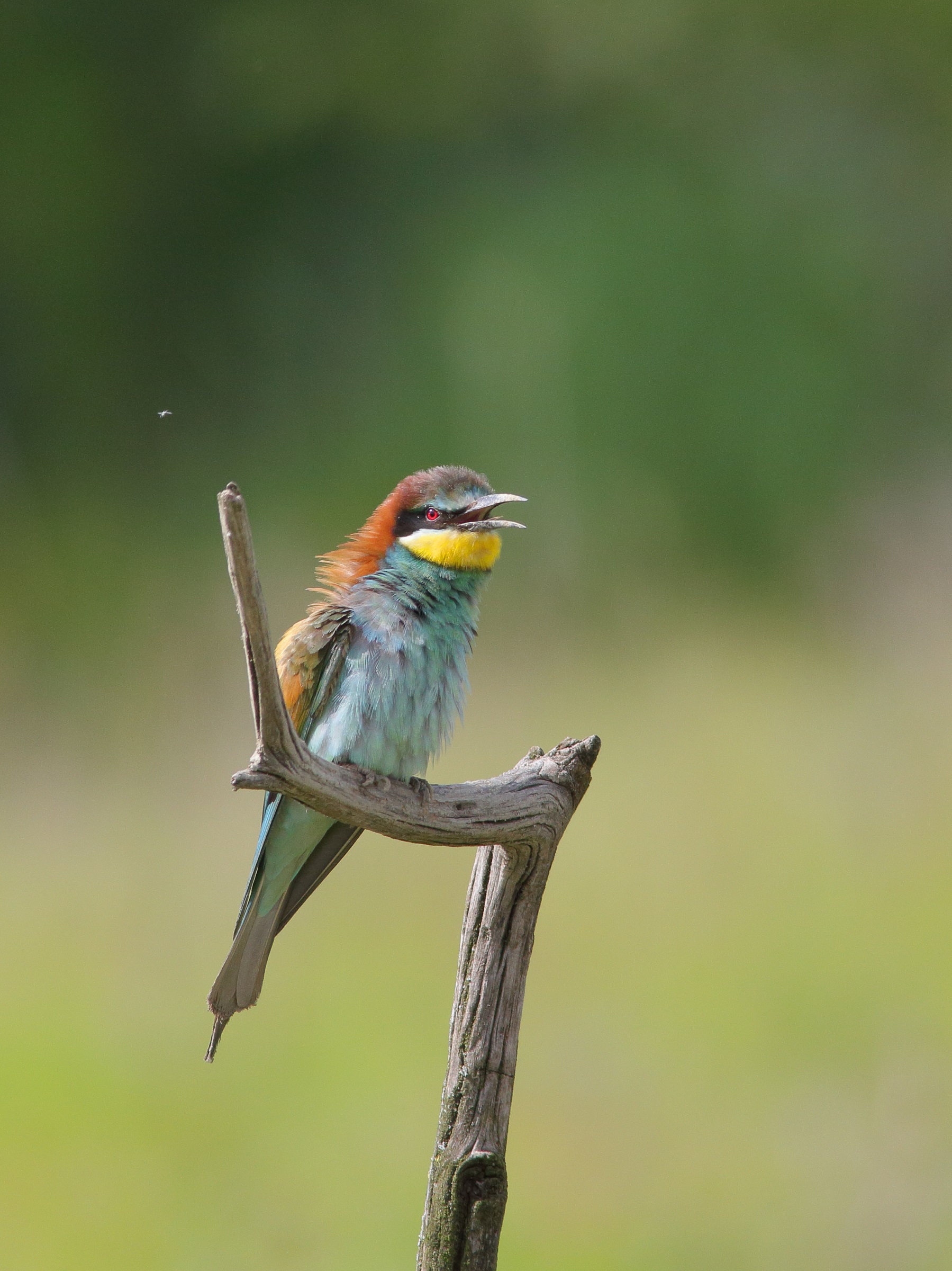 Bee-eater-Merops Apiaster