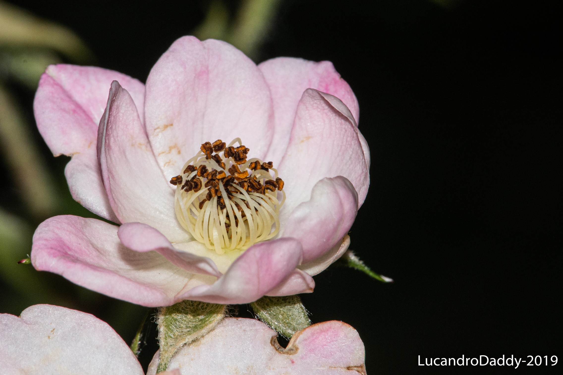The wonders in a flower