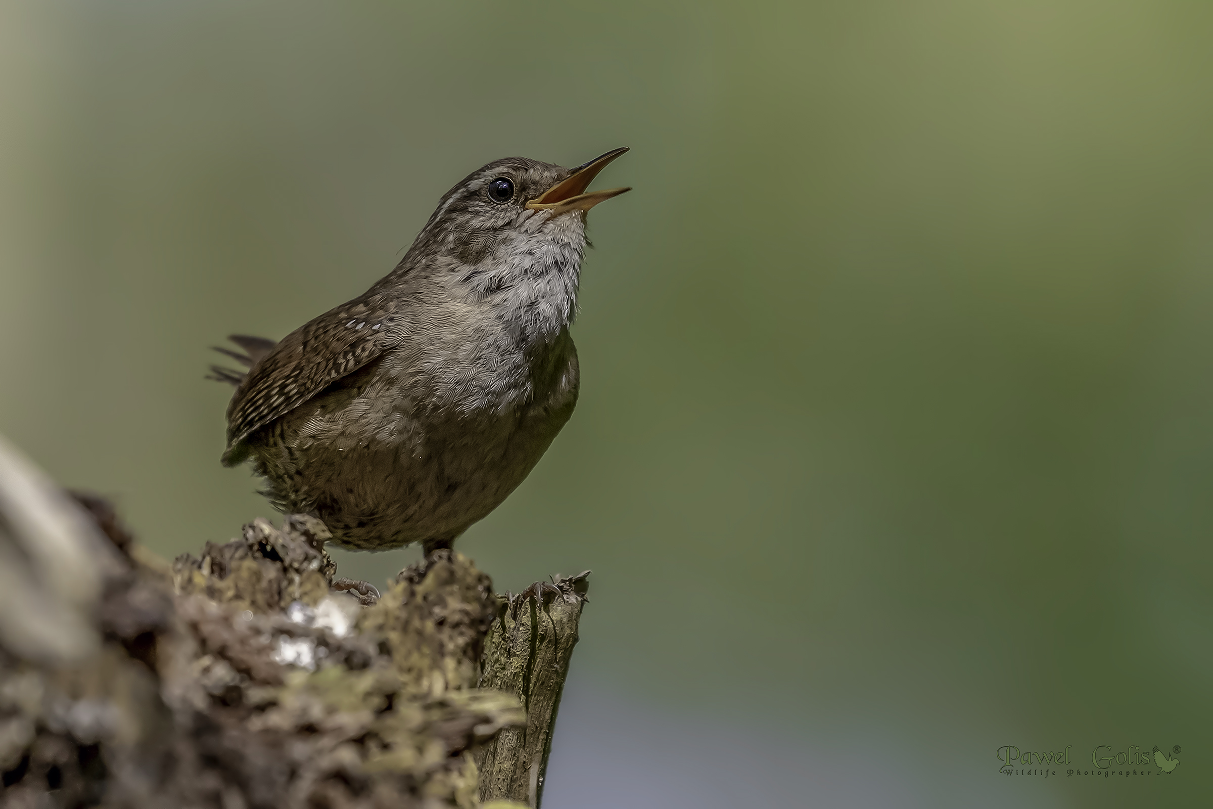 Wren (Troglodytes troglodytes) di Eurasian