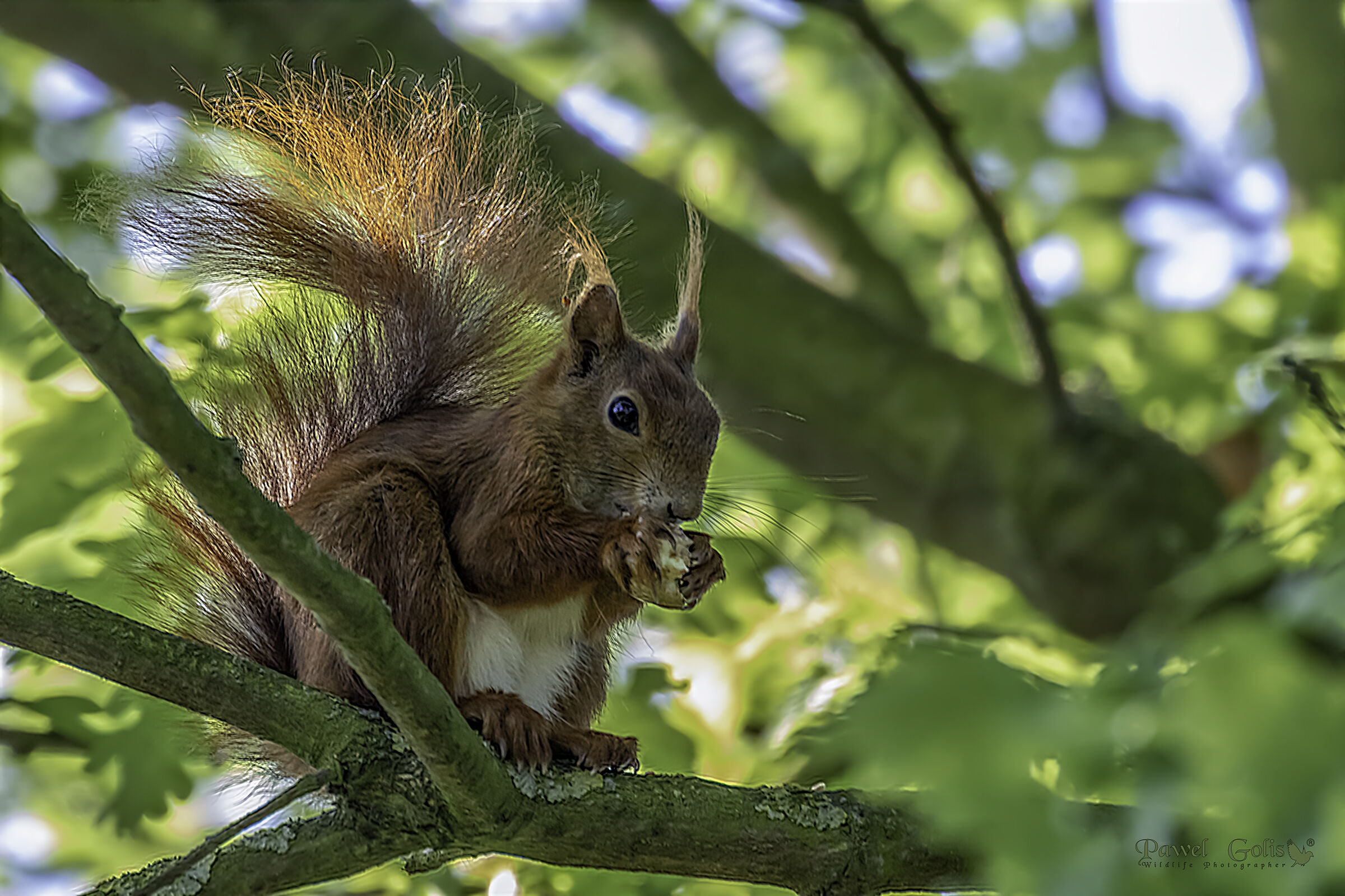 Rosso Squirell (Sciurus vulgaris)