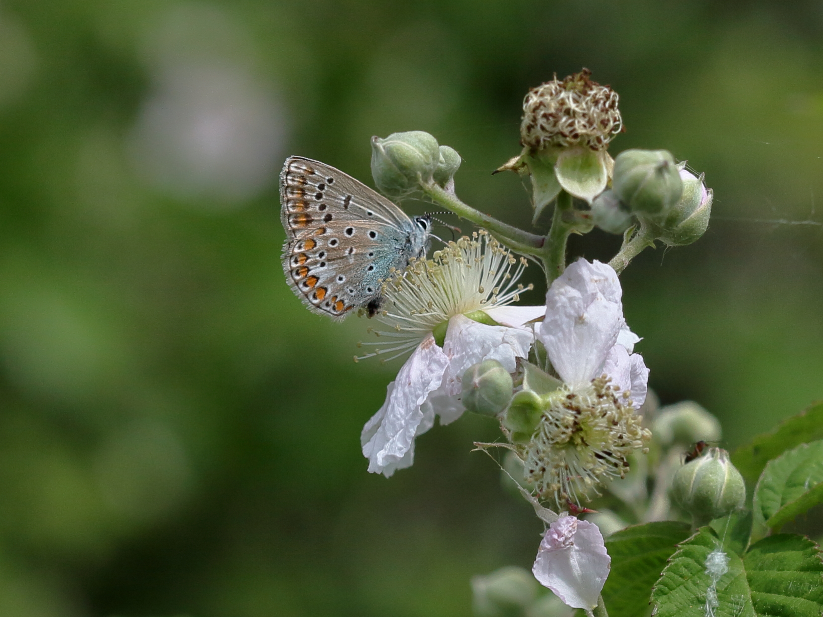 Butterfly on the bush