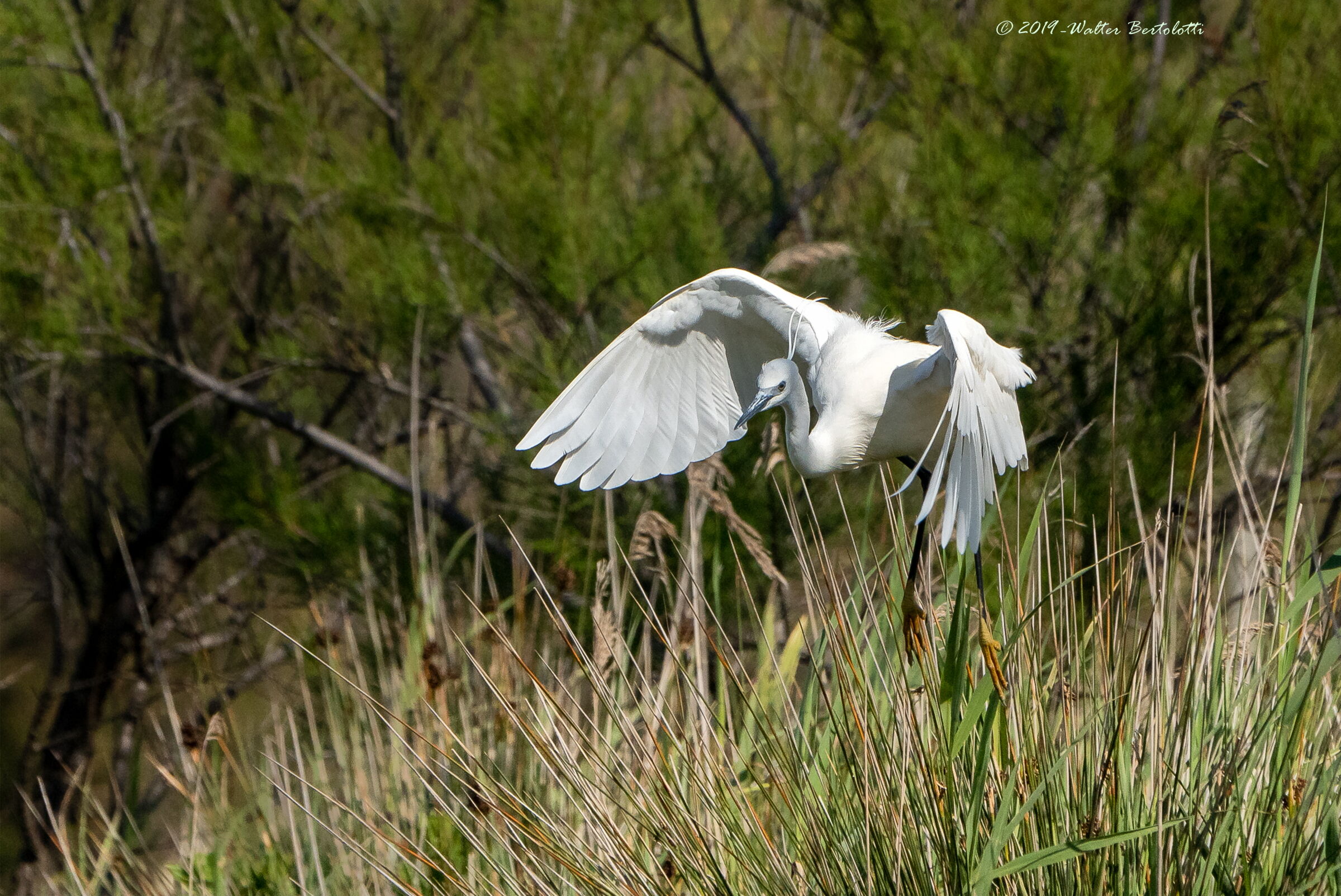la vita nel canneto-garzetta
