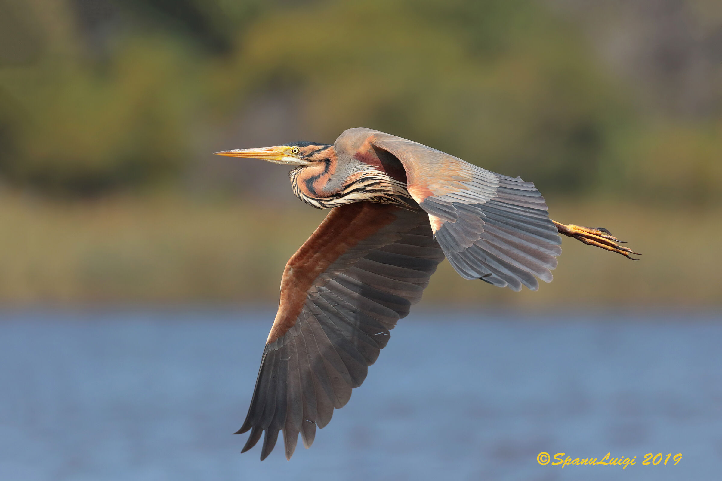 Red Heron
