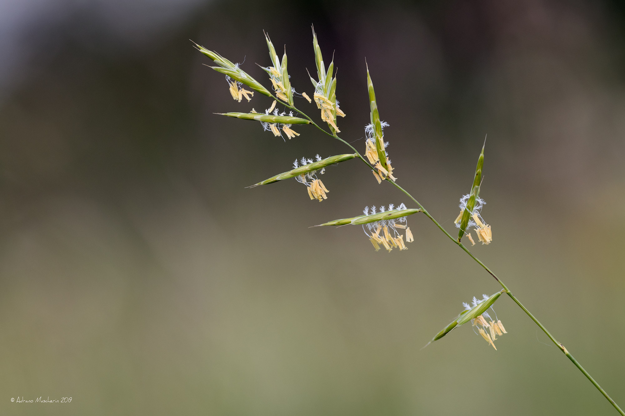 Brachypodium Pinnatum