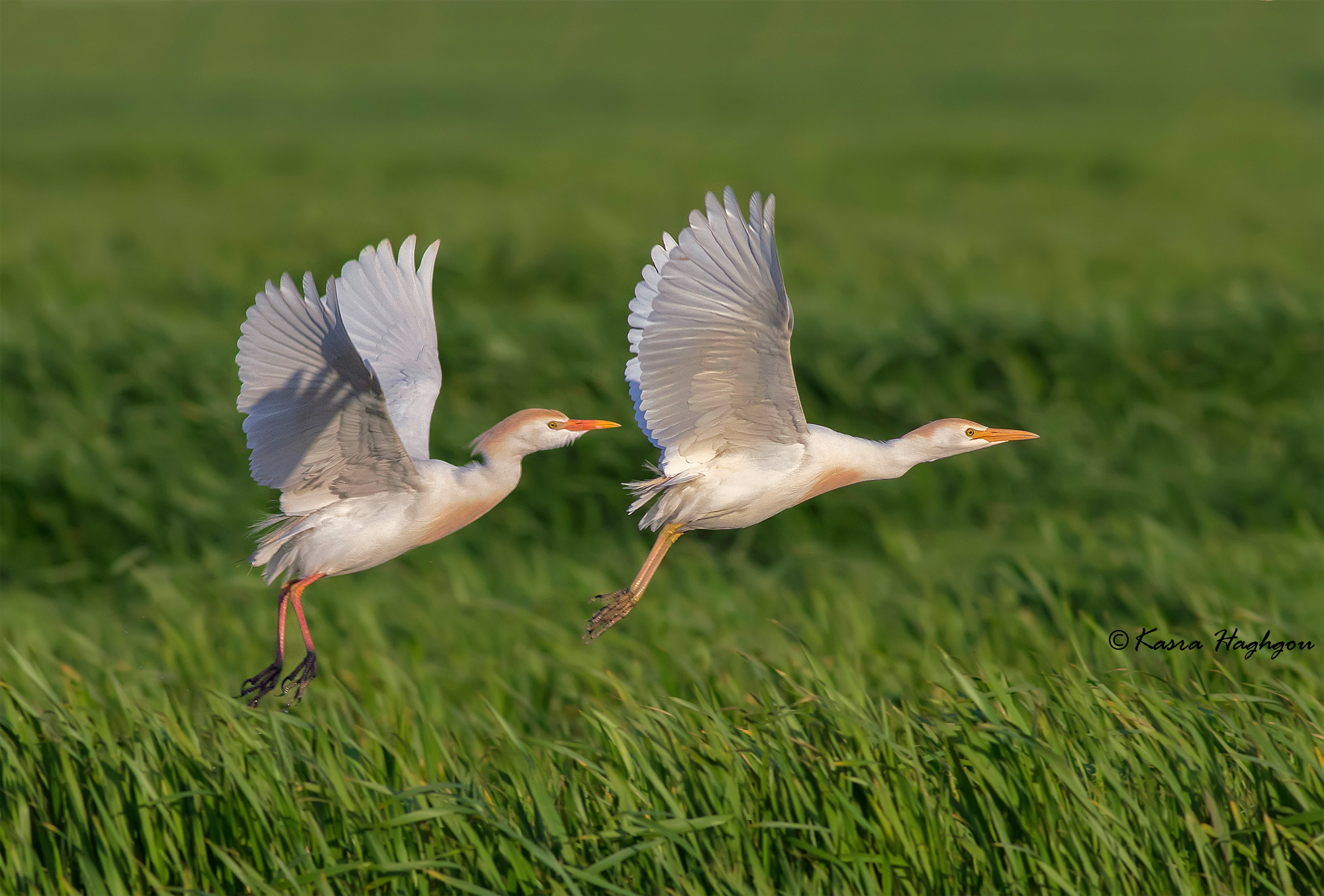 Cattle egret