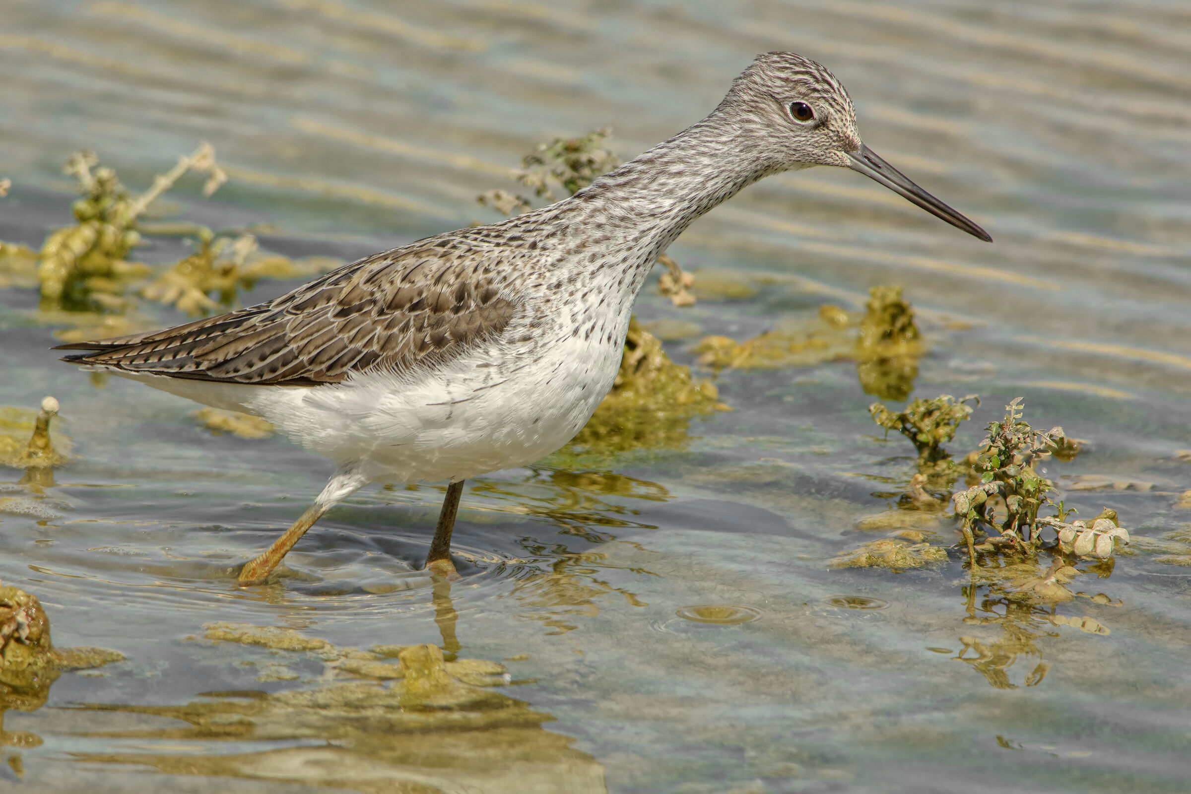 Pantana (Tringa nebularia)