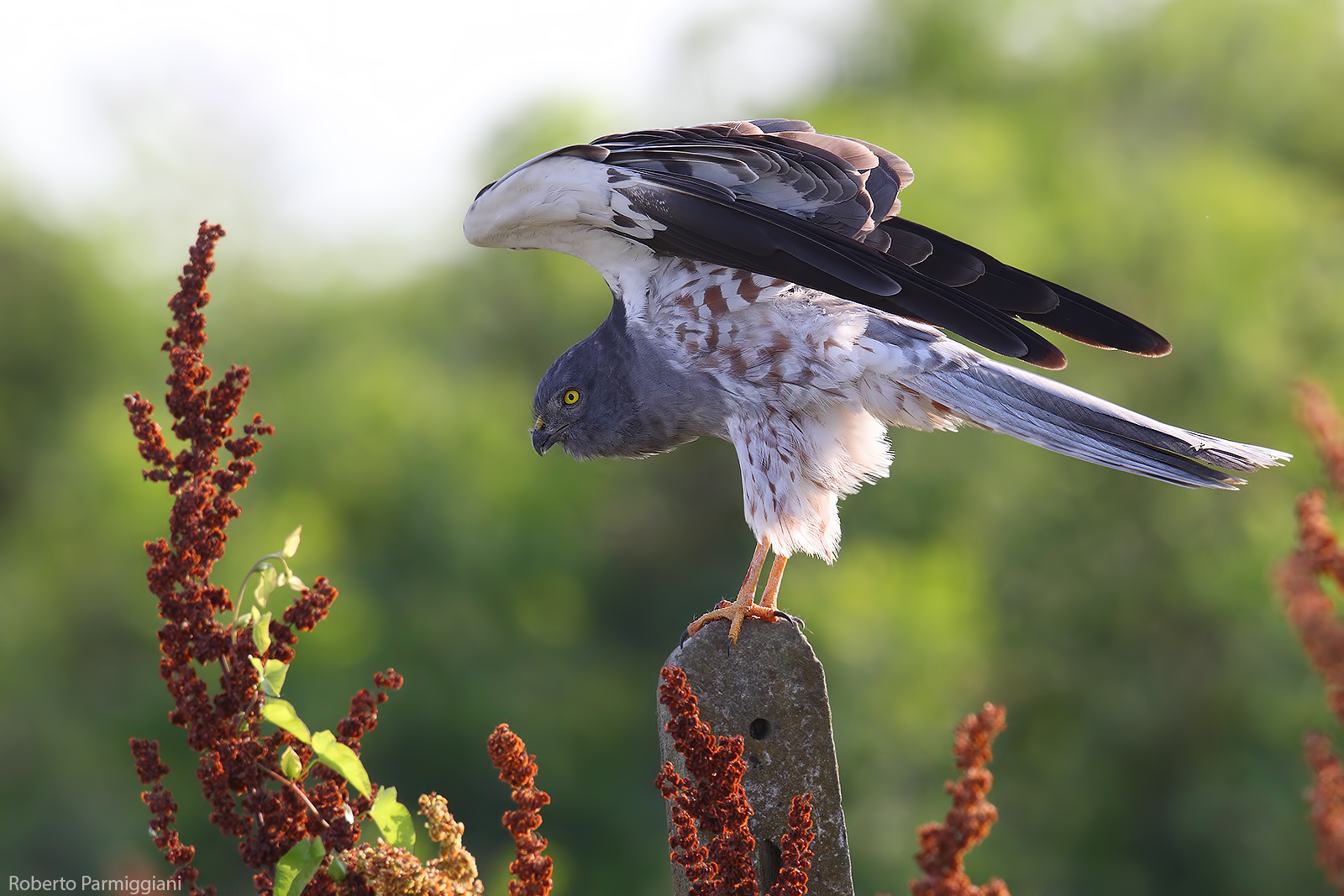 L'albanella minore e il vecchio manufatto