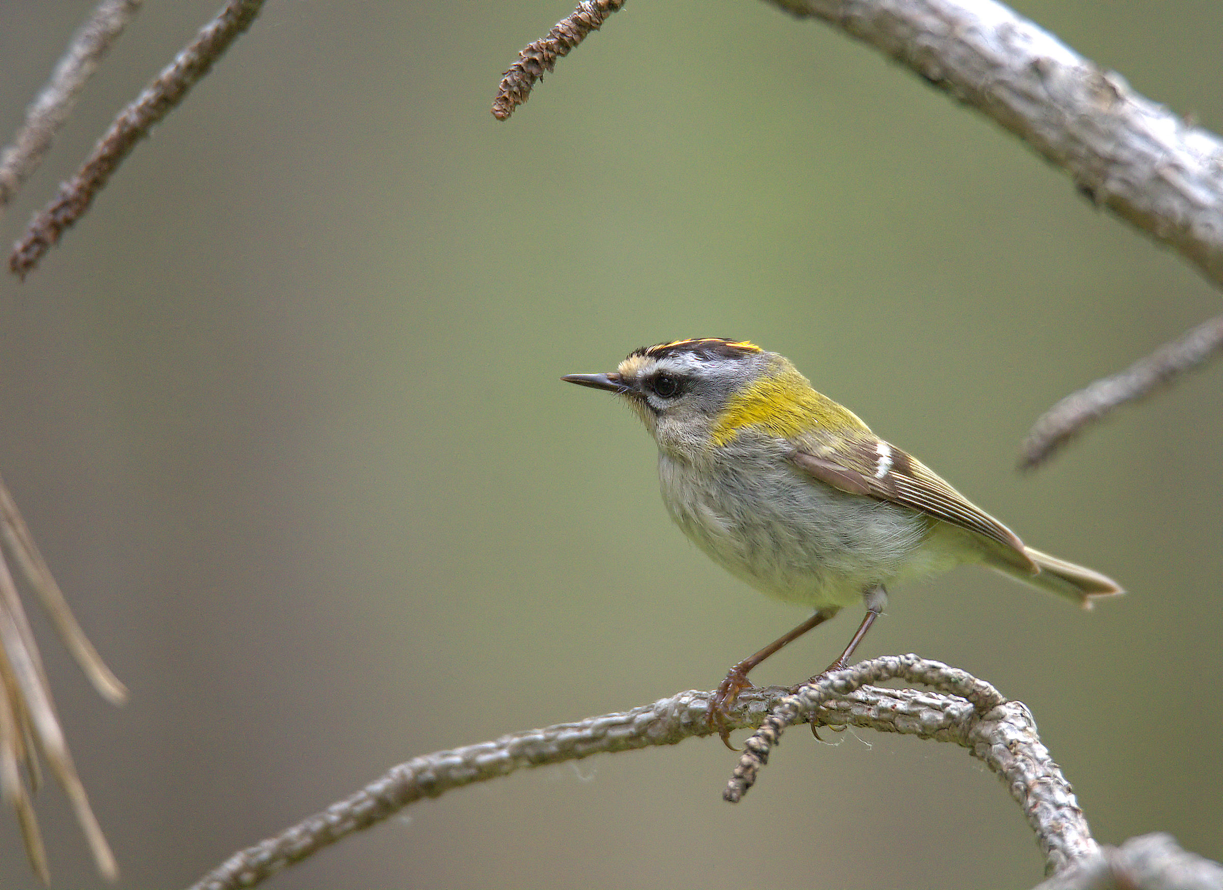 Firecrest