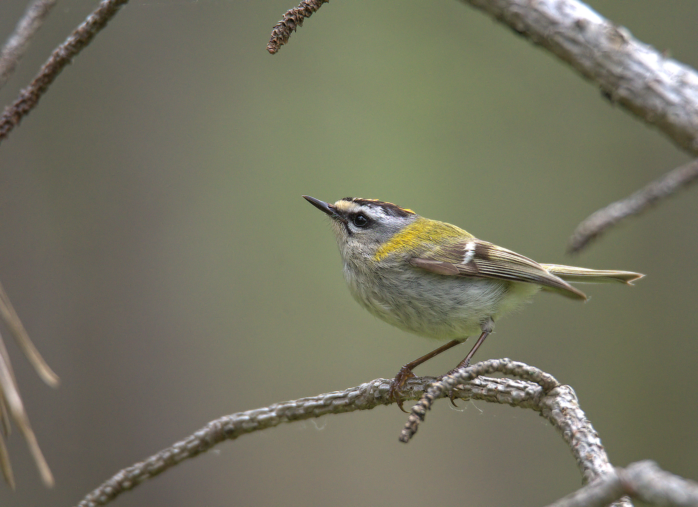 Firecrest