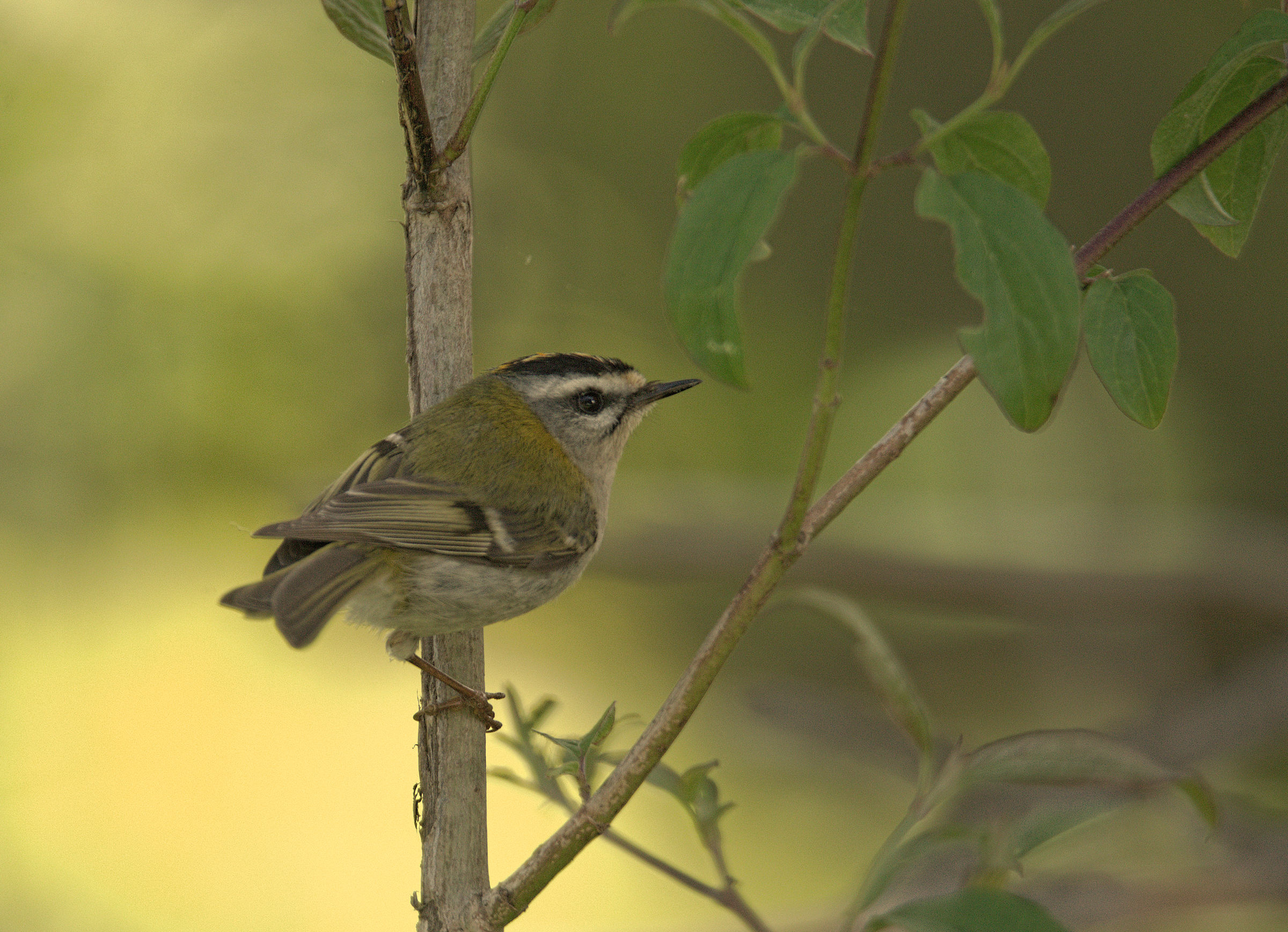 Firecrest