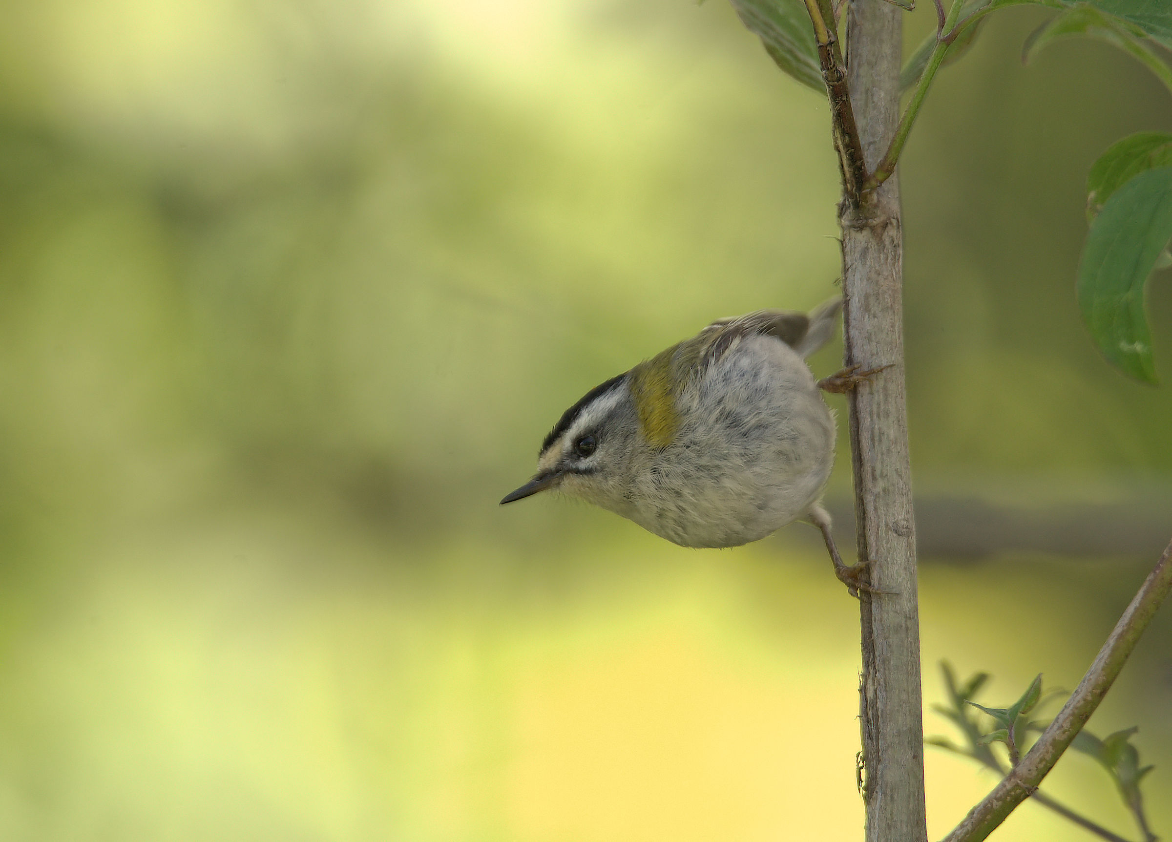 Firecrest