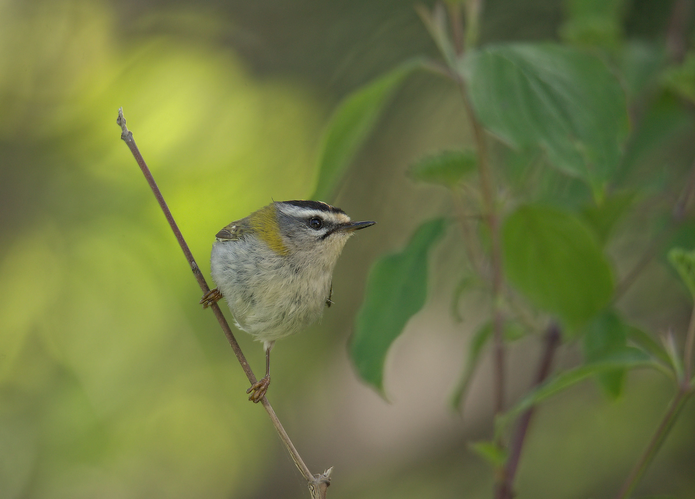 Firecrest