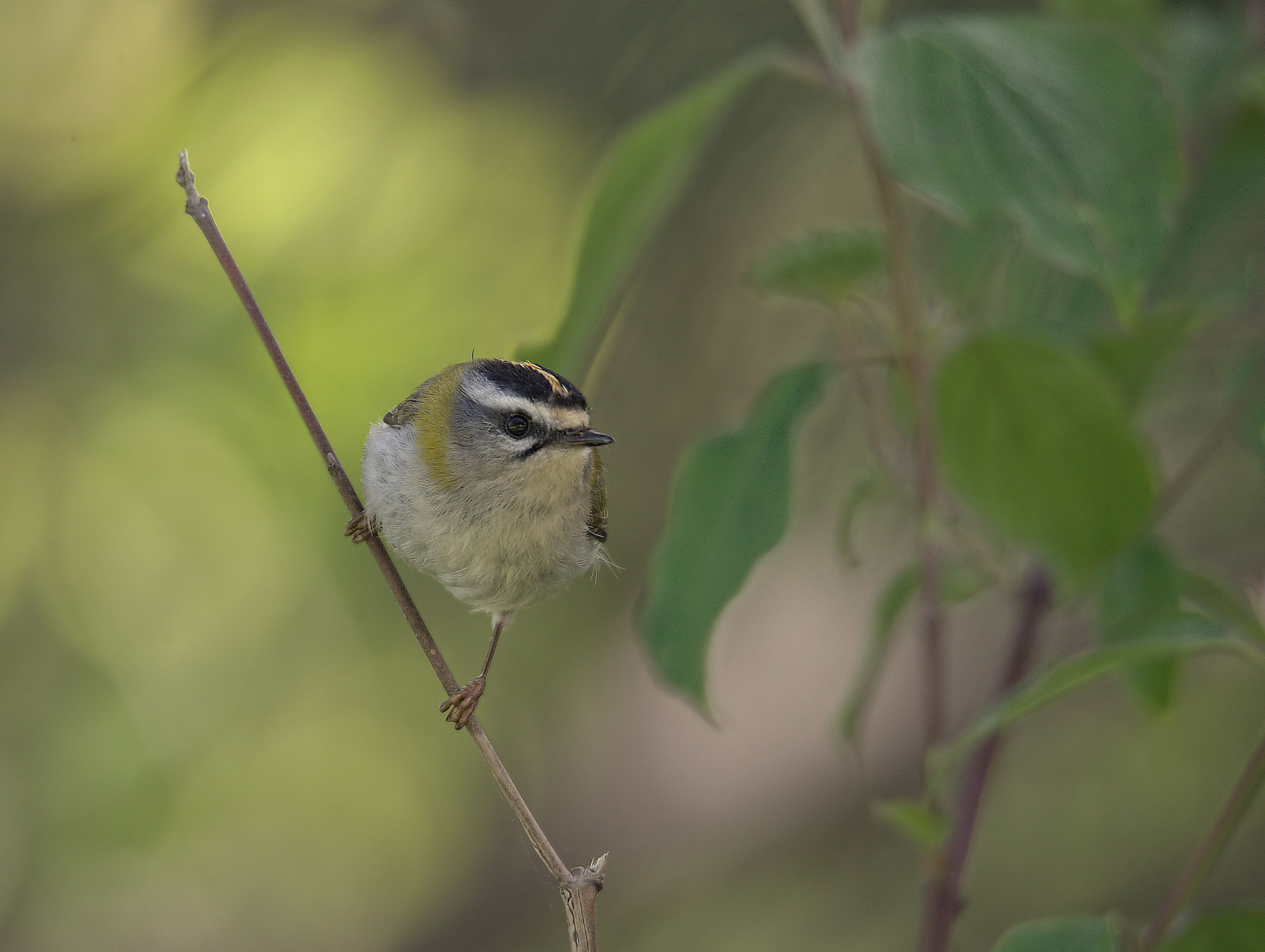 Firecrest