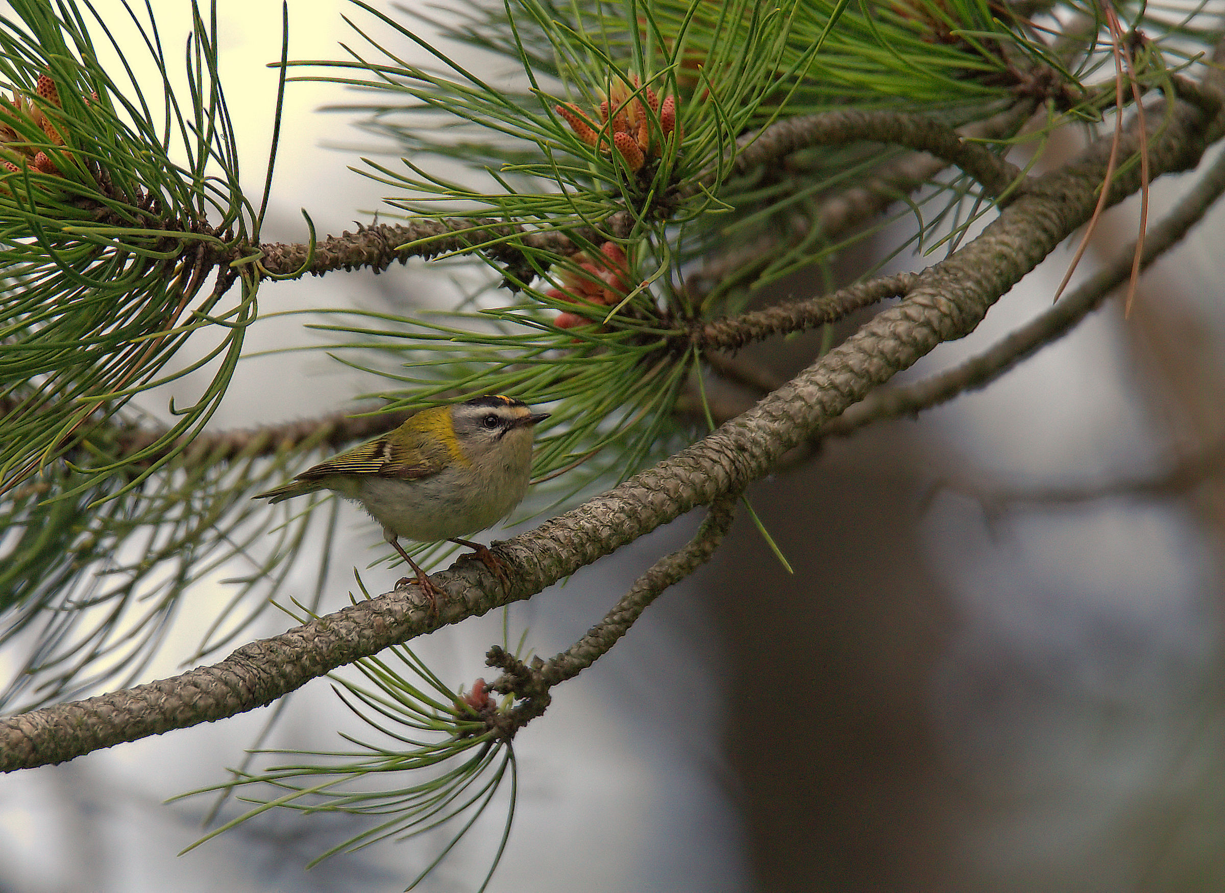 Firecrest